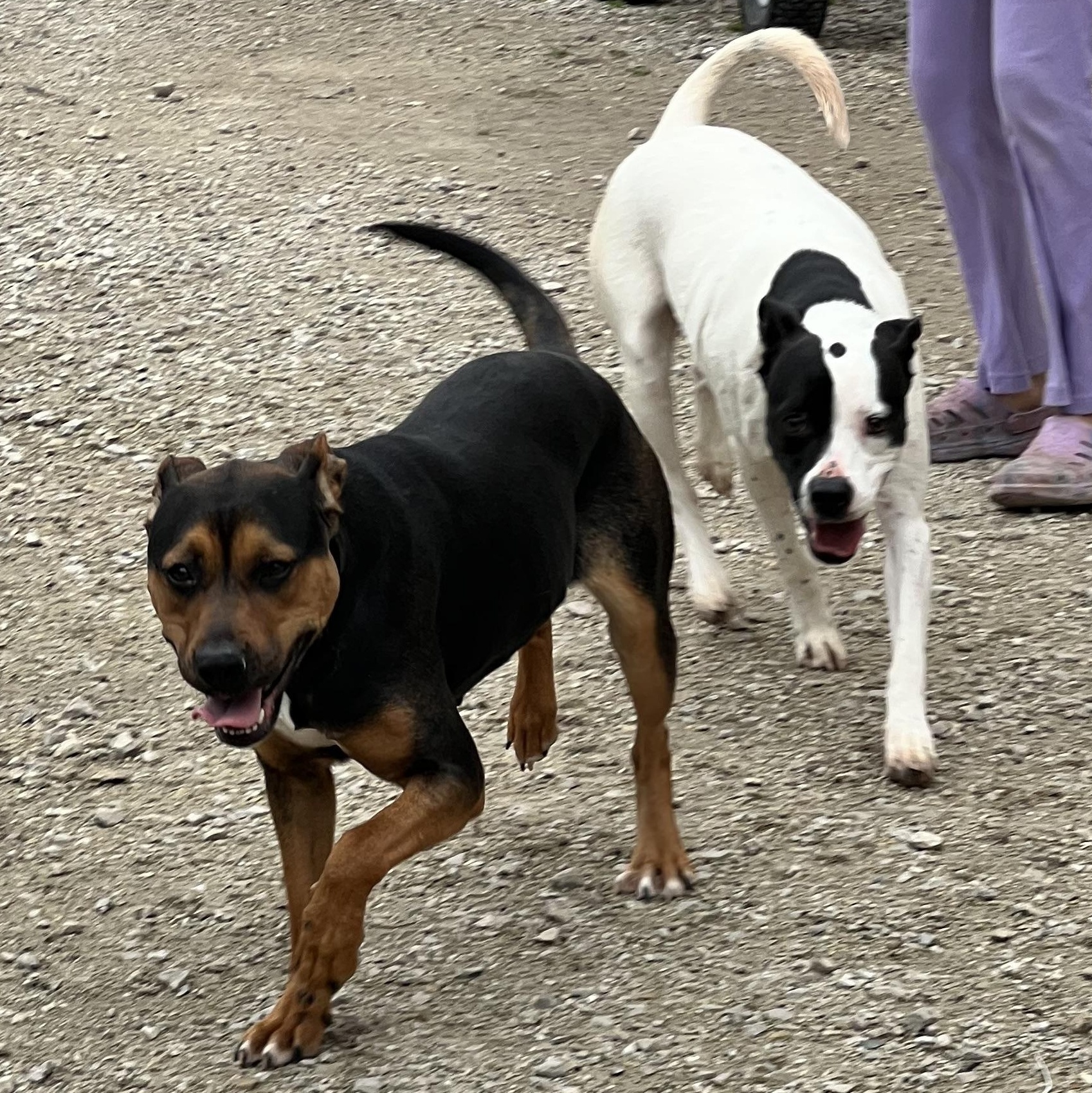 Enlarge Francine, a ADOPTABLE mixed breed in Hollister, MO image 4/4
