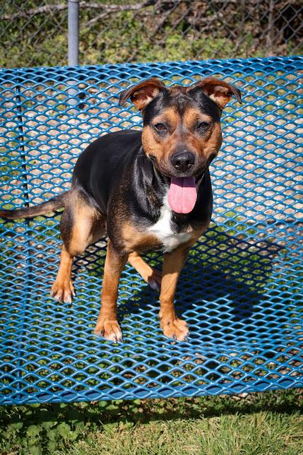 Francine, a ADOPTABLE mixed breed in Hollister, MO image 3/5