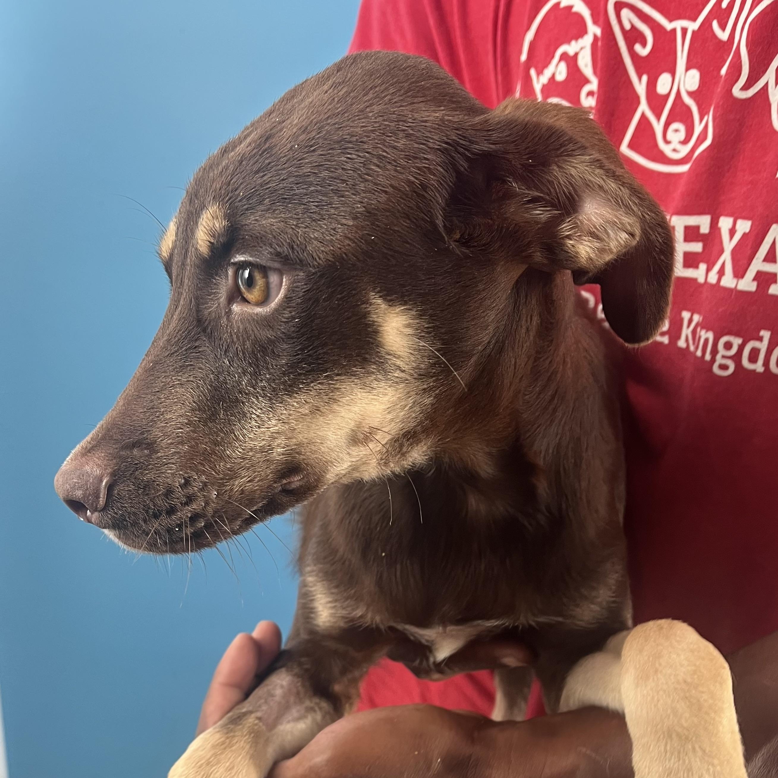 Brisket - Local Dec 19-21, Adoptable, Young Male Hound & Labrador Retriever.