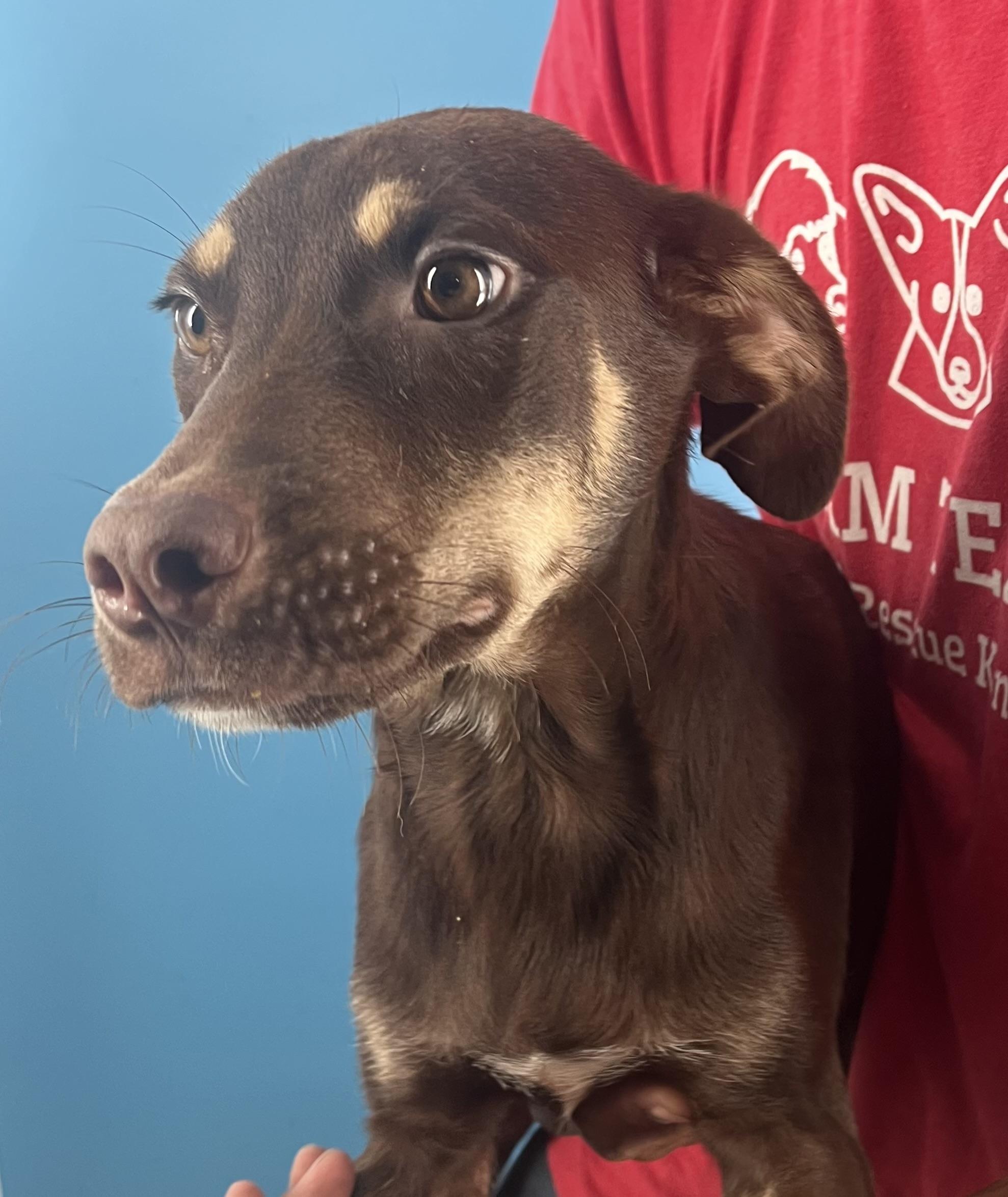 Brisket  Local Oct thumbnail 2