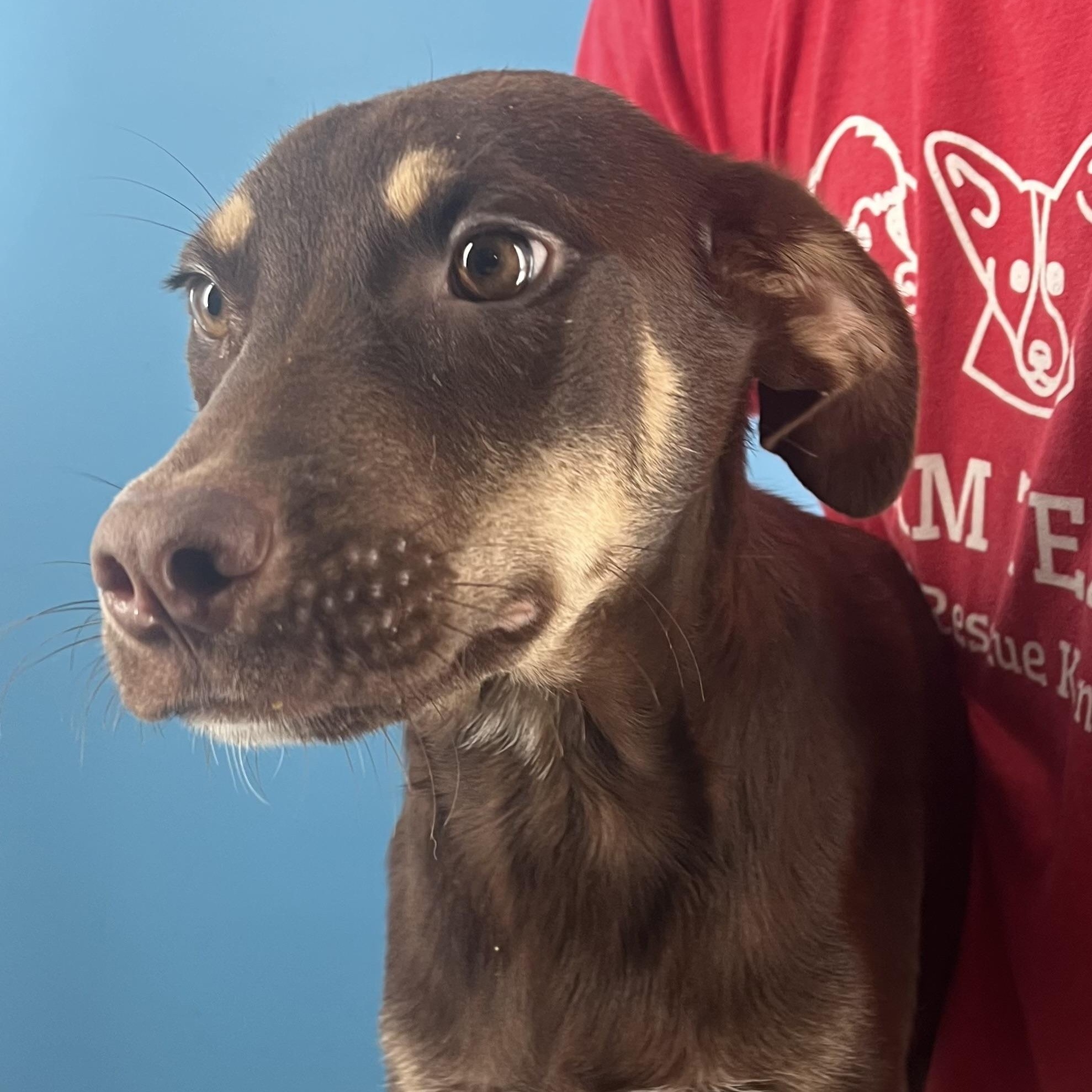 Brisket - Local Dec 19-21, a Adoptable mixed breed in Gresham, OR image 2/2