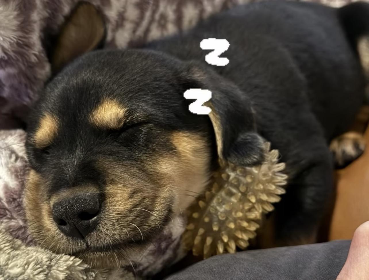 Enlarge Rhino, a Adoptable Mixed Breed in Richmond, VA image 3/3