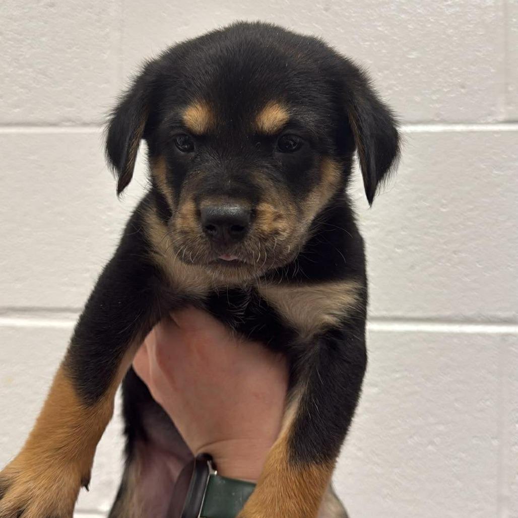 Enlarge Rhino, a Adoptable Mixed Breed in Richmond, VA image 2/3