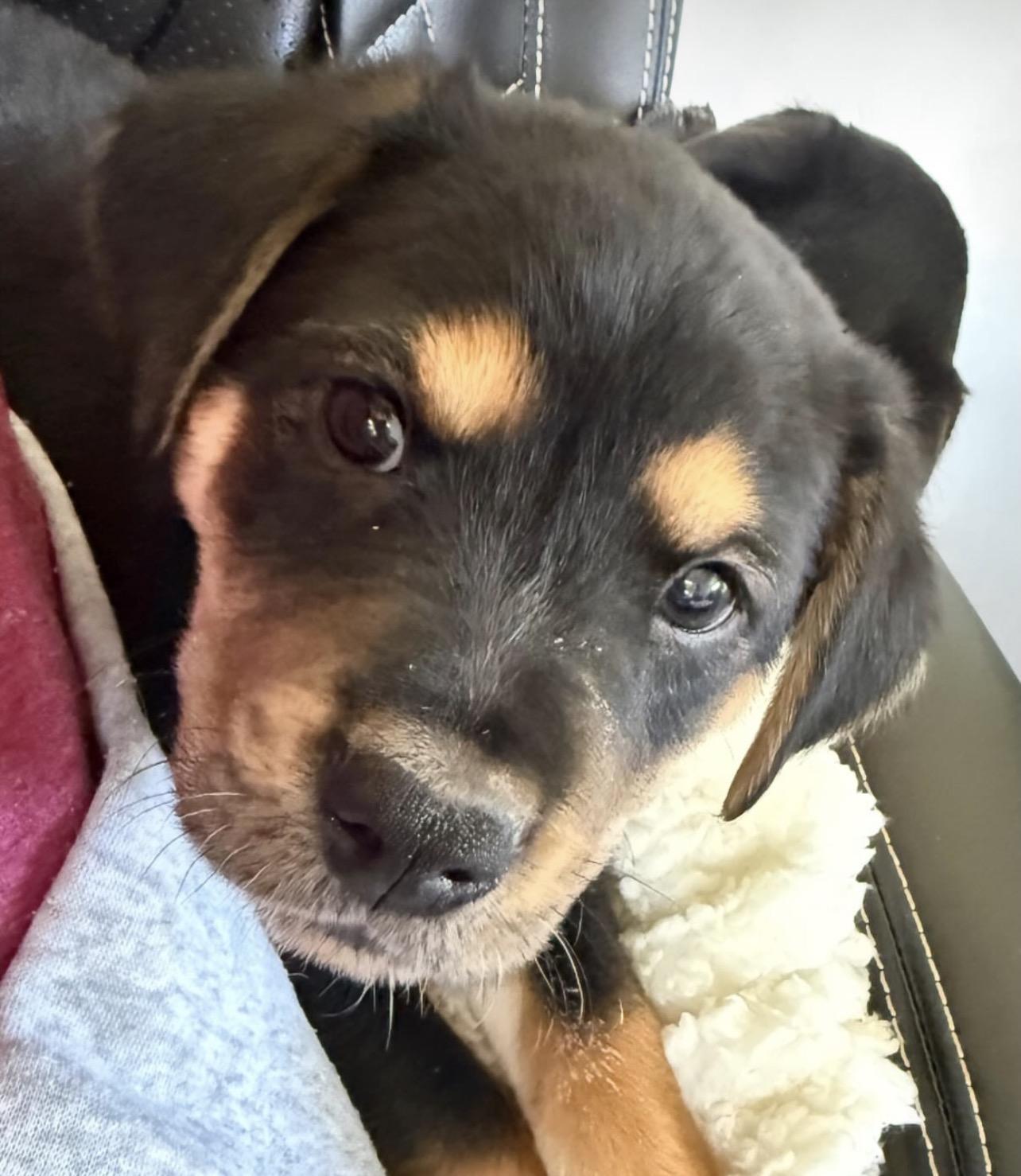 Rhino, Adoptable, Puppy Male Mixed Breed.