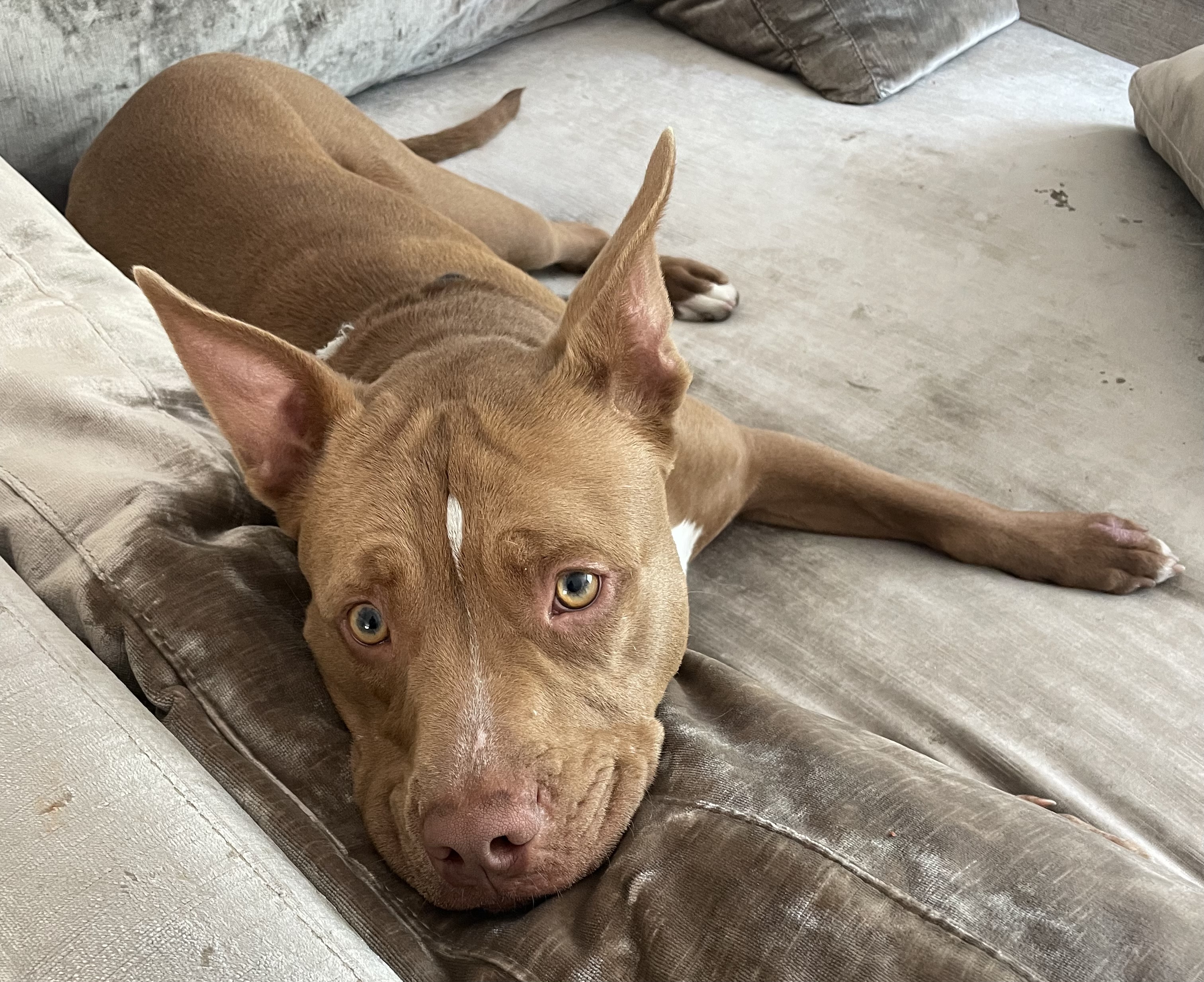 Donnie, a Adoptable Pit Bull Terrier in Claremont, CA image 1/6