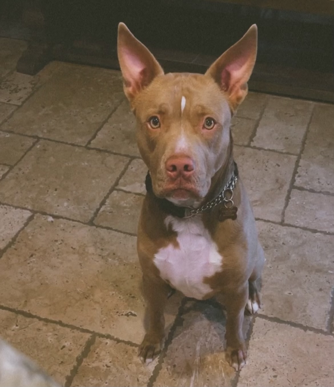 Donnie, a Adoptable Pit Bull Terrier in Claremont, CA image 2/6