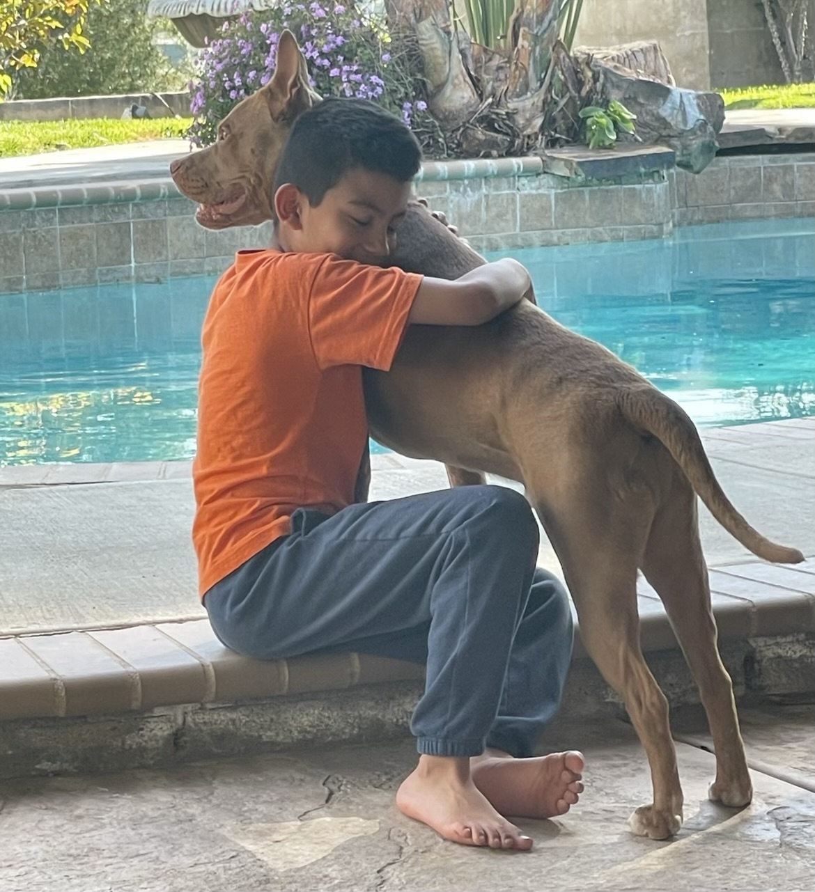 Donnie, a Adoptable Pit Bull Terrier in Claremont, CA image 3/6