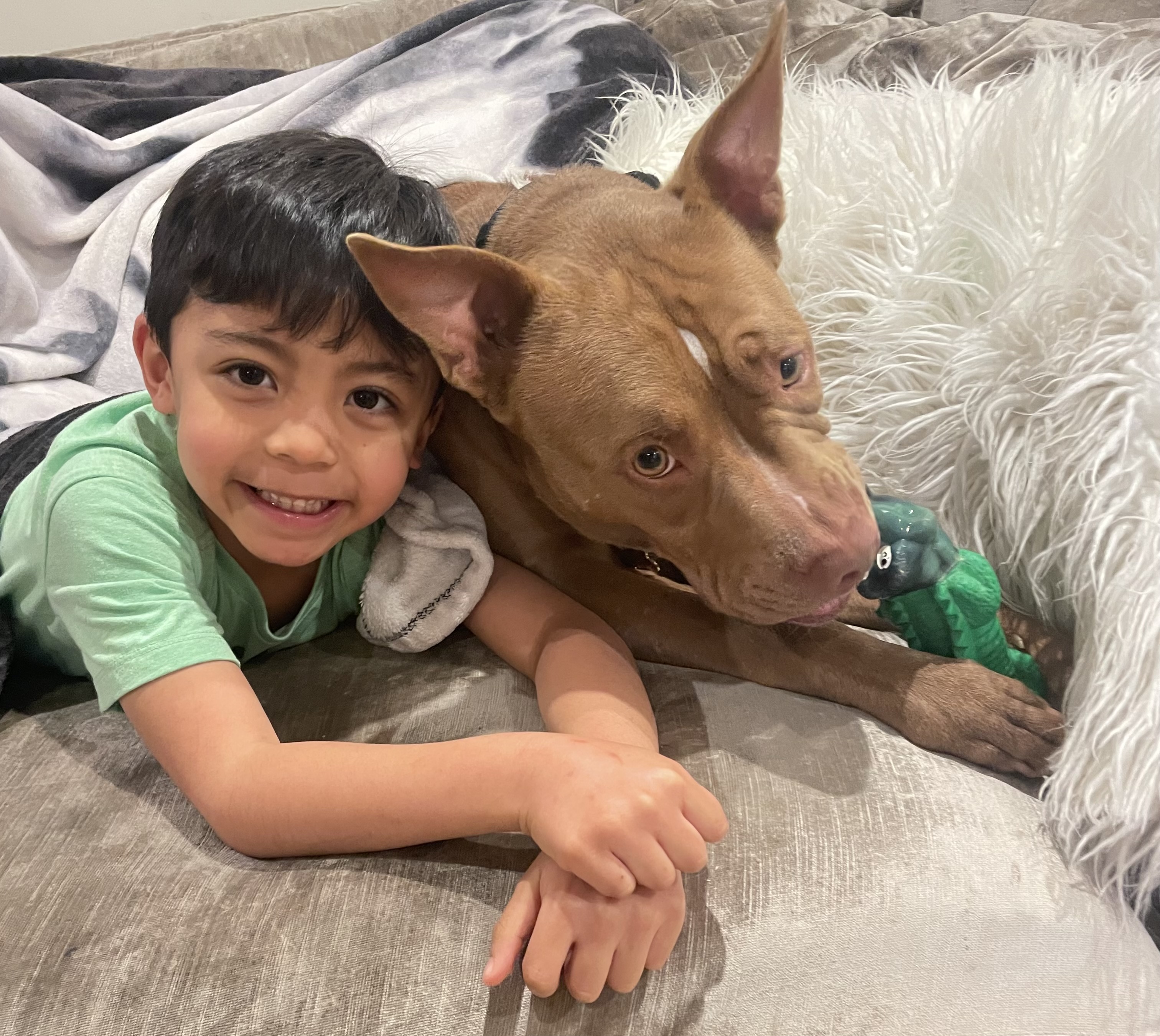 Donnie, a Adoptable Pit Bull Terrier in Claremont, CA image 4/6