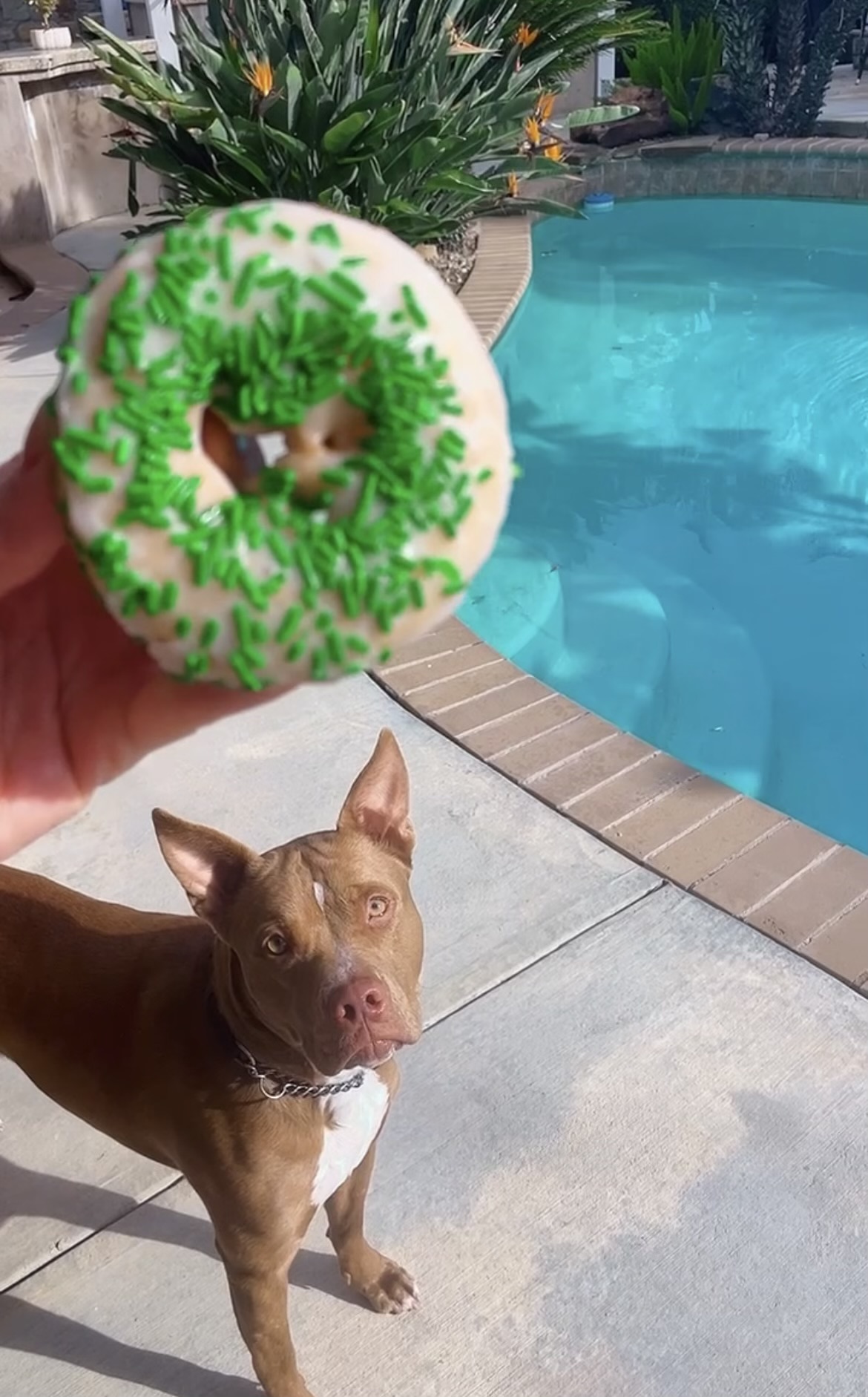 Donnie, a Adoptable Pit Bull Terrier in Claremont, CA image 5/6