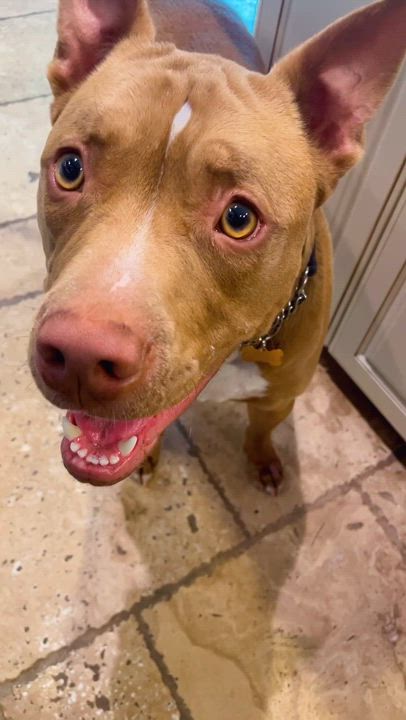 Enlarge Donnie, a Adoptable Pit Bull Terrier in Claremont, CA video 6/6