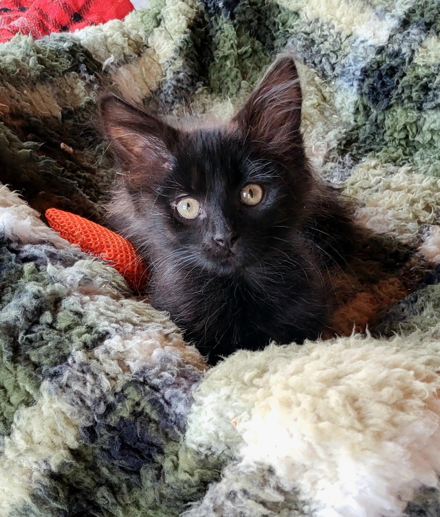 Enlarge Bella, an adopted Domestic Long Hair in Loogootee, IN image 1/1