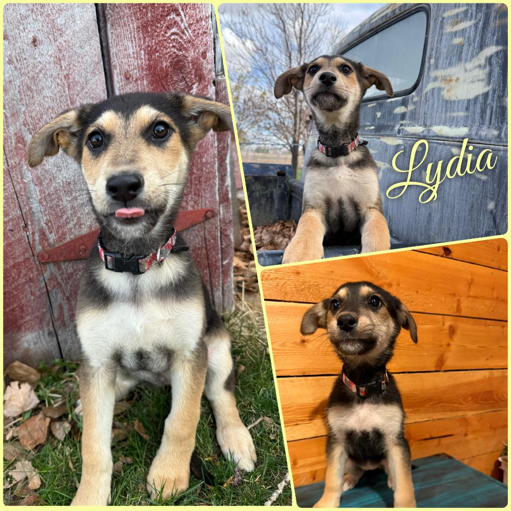 Enlarge Lydia, a Adoptable German Shepherd Dog in Idaho Falls, ID image 1/1