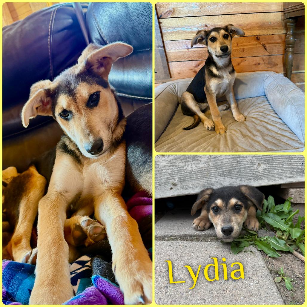 Enlarge Lydia, a Adoptable German Shepherd Dog in Idaho Falls, ID image 2/2