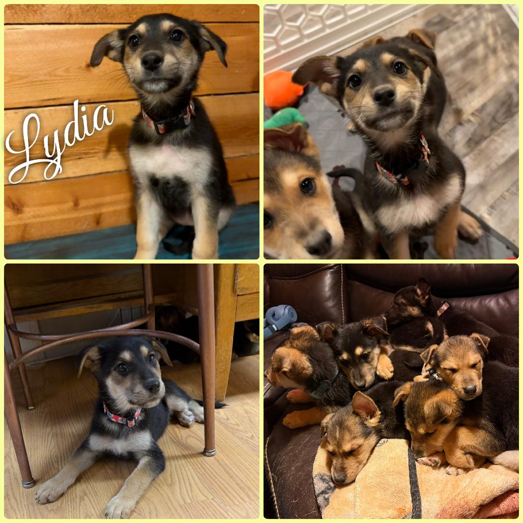 Enlarge Lydia, a Adoptable German Shepherd Dog in Idaho Falls, ID image 1/1