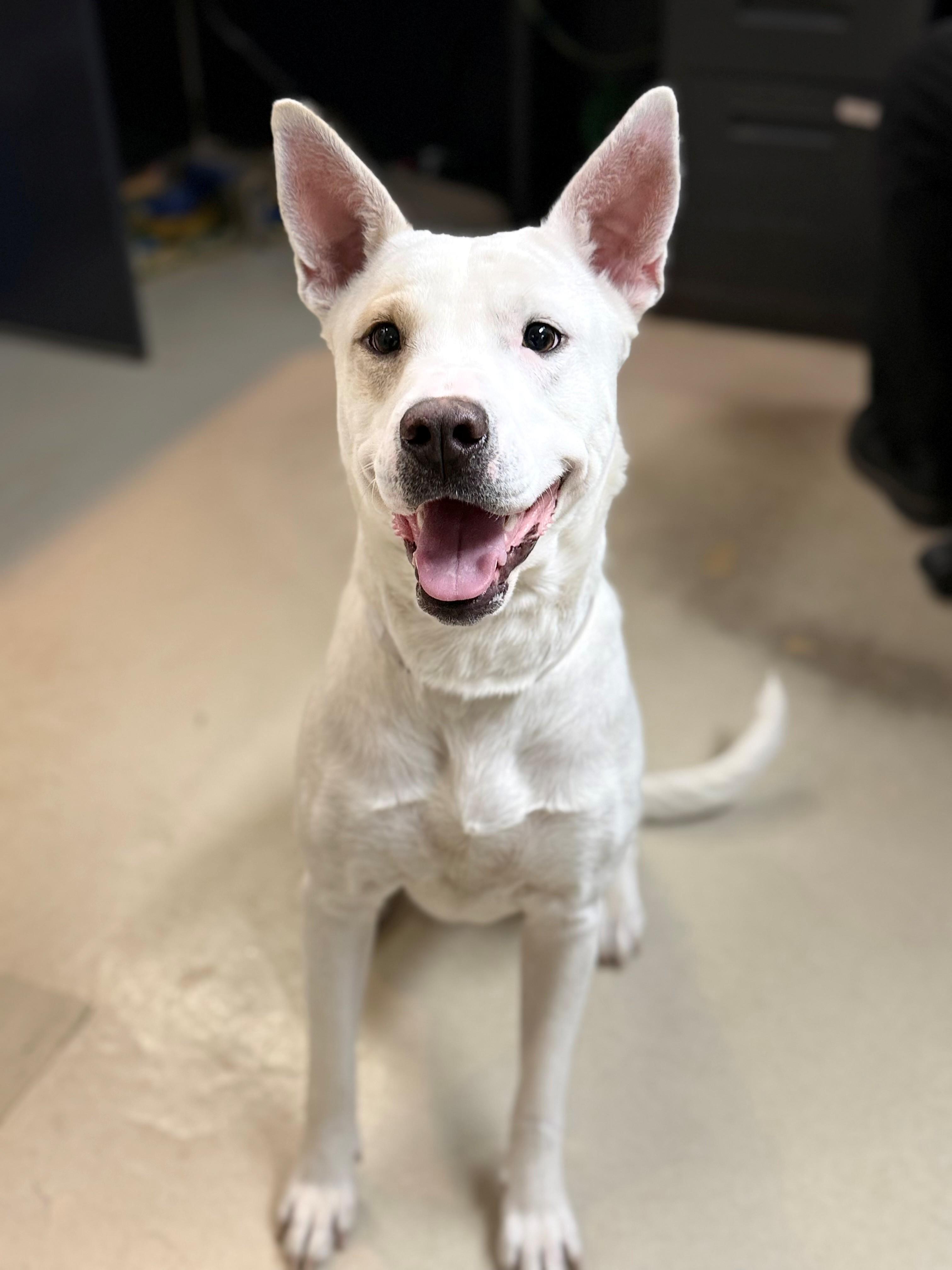 Enlarge Yuki- #49904, a ADOPTABLE mixed breed in Columbia, MD image 2/5