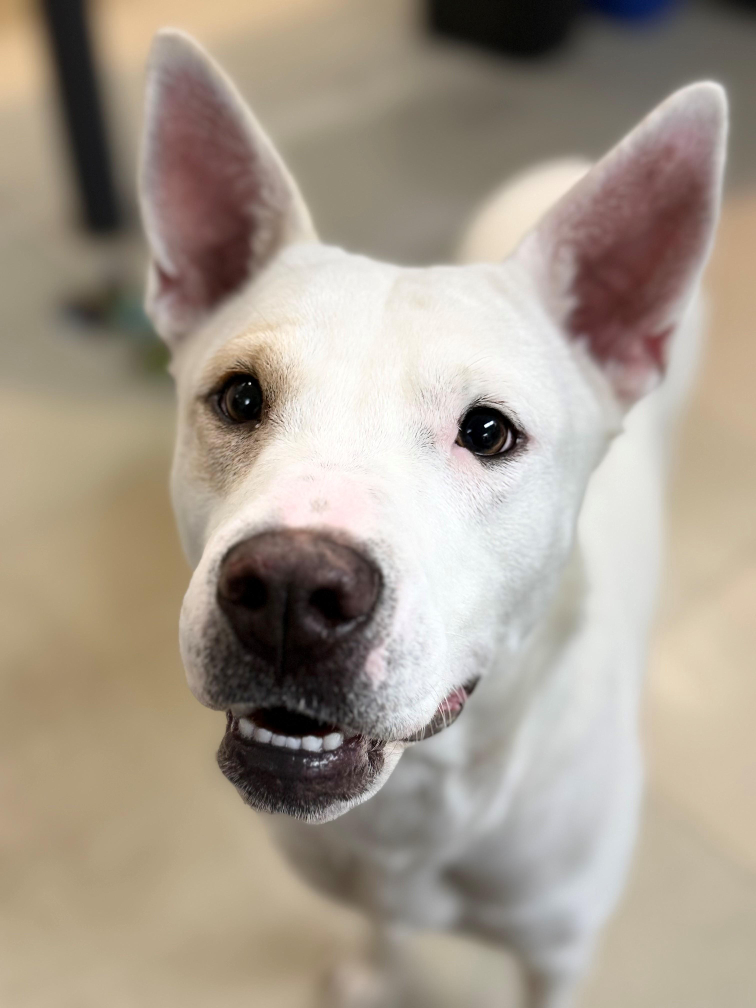 Enlarge Yuki- #49904, a ADOPTABLE mixed breed in Columbia, MD image 3/5