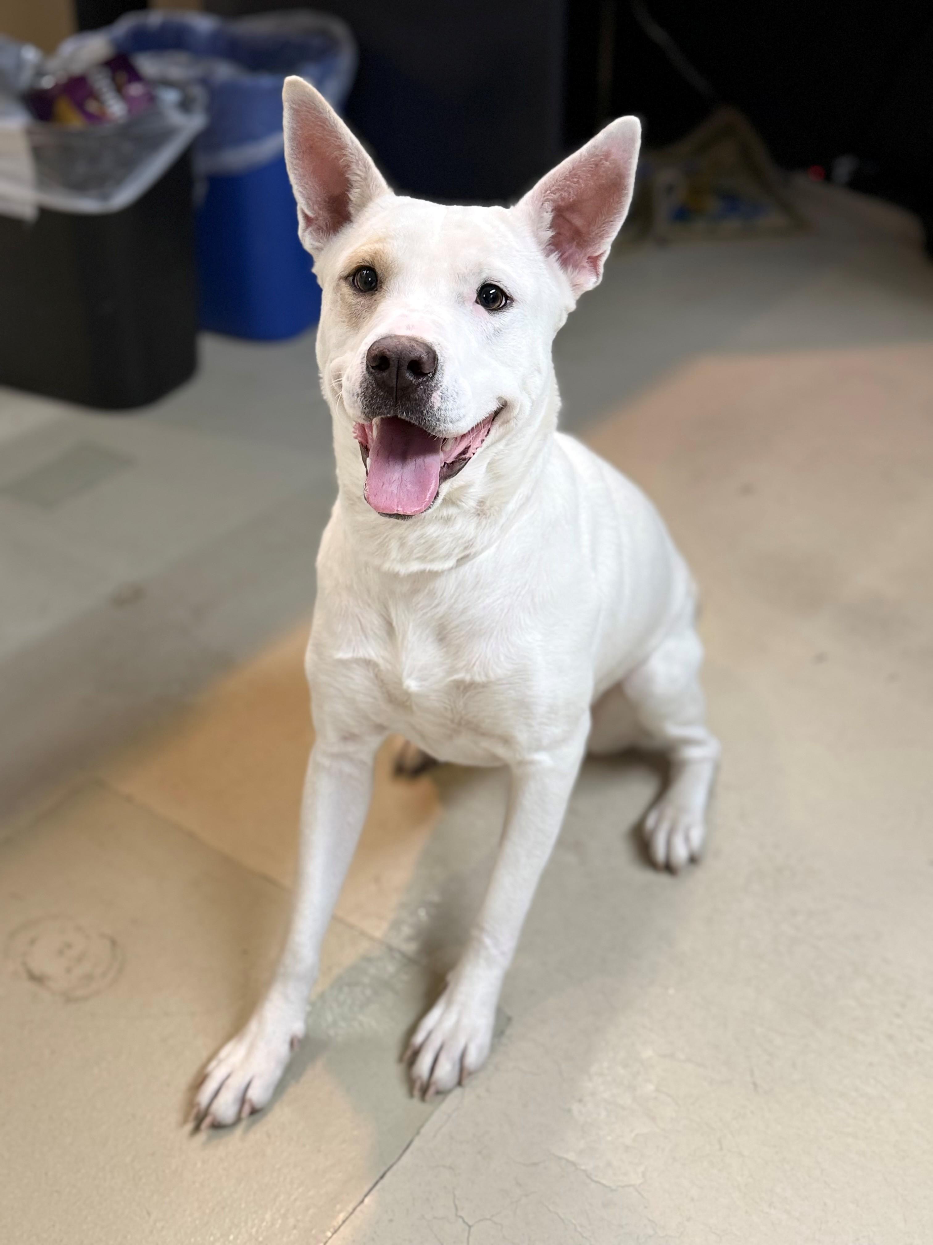 Enlarge Yuki- #49904, a ADOPTABLE mixed breed in Columbia, MD image 4/5