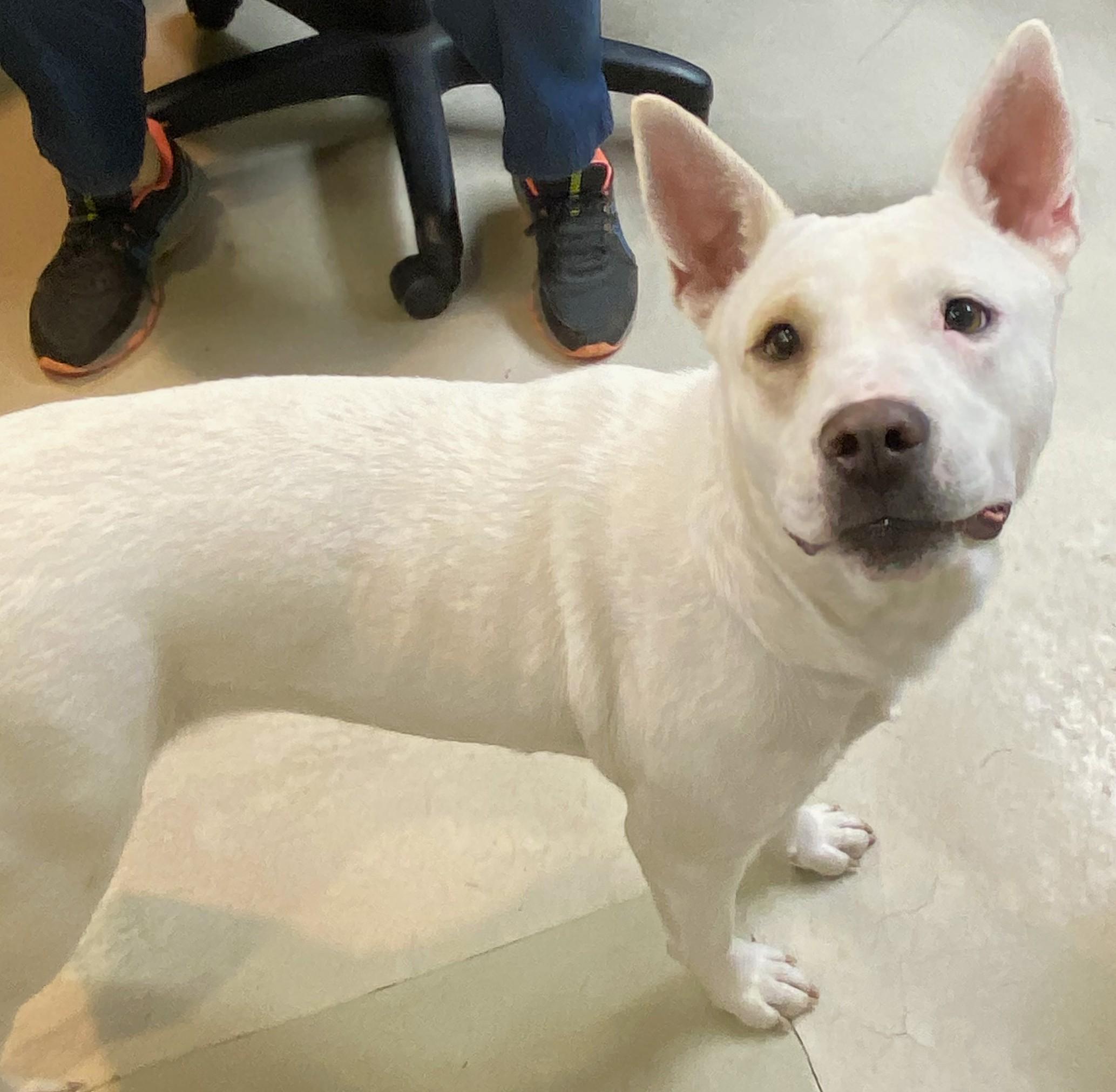 Yuki- #49904, ADOPTABLE, Young Female Australian Cattle Dog / Blue Heeler & Husky.