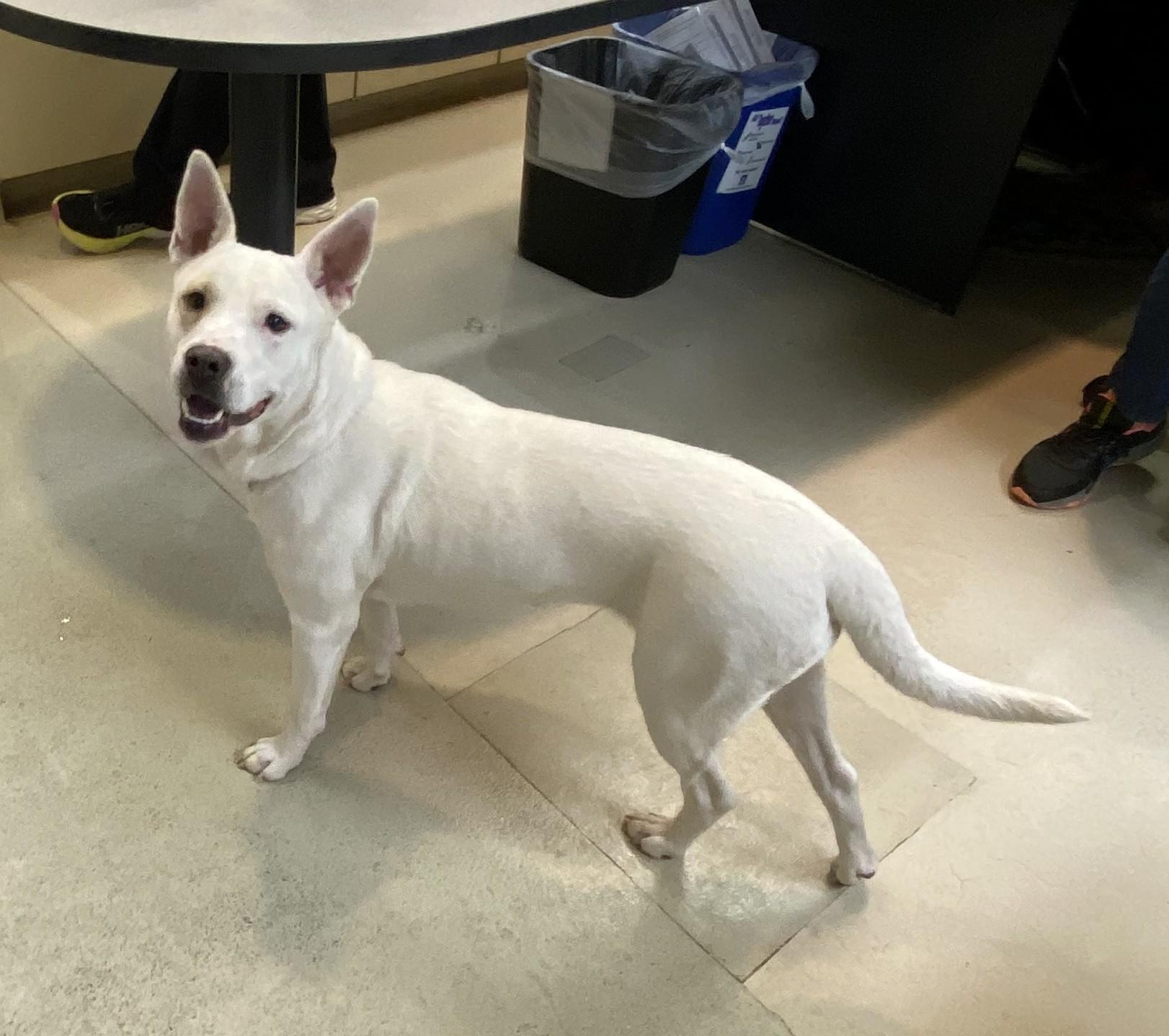 Enlarge Yuki- #49904, a ADOPTABLE mixed breed in Columbia, MD image 5/5