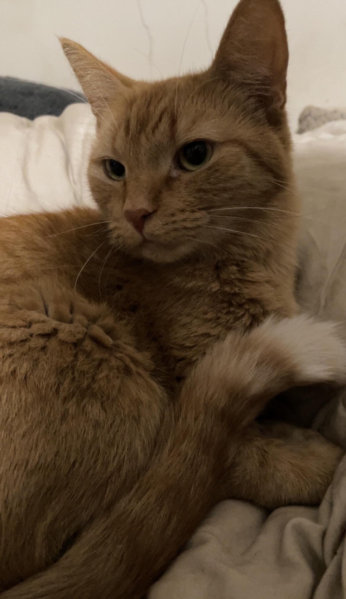 Curry, ADOPTABLE, Adult Female Domestic Short Hair & American Shorthair.