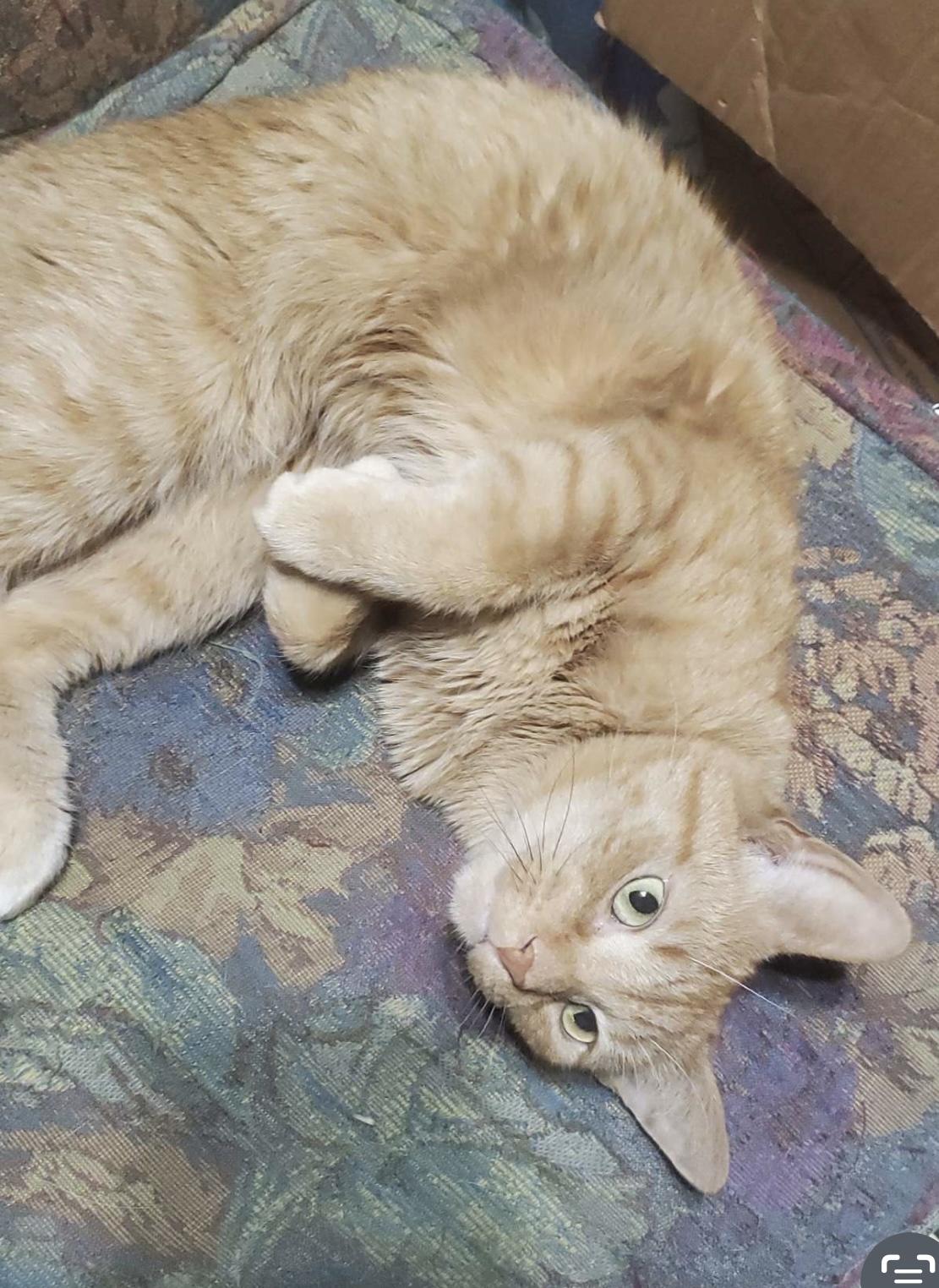 Enlarge Curry, a ADOPTABLE mixed breed in Brainerd, MN image 3/3