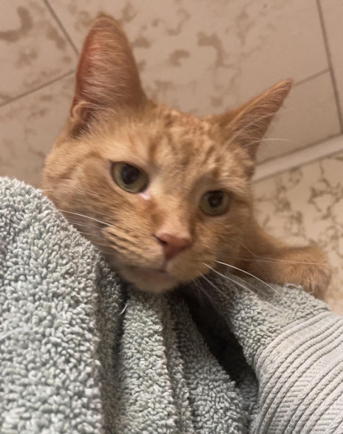 Enlarge Curry, a ADOPTABLE mixed breed in Brainerd, MN image 2/3