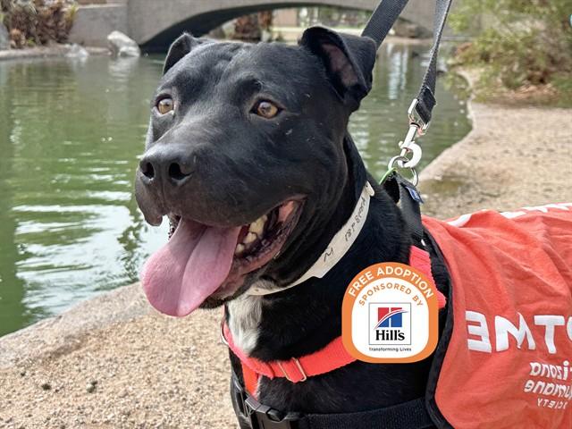 Enlarge HUMBERTO, a Adoptable Pit Bull Terrier in Phoenix, AZ image 1/1