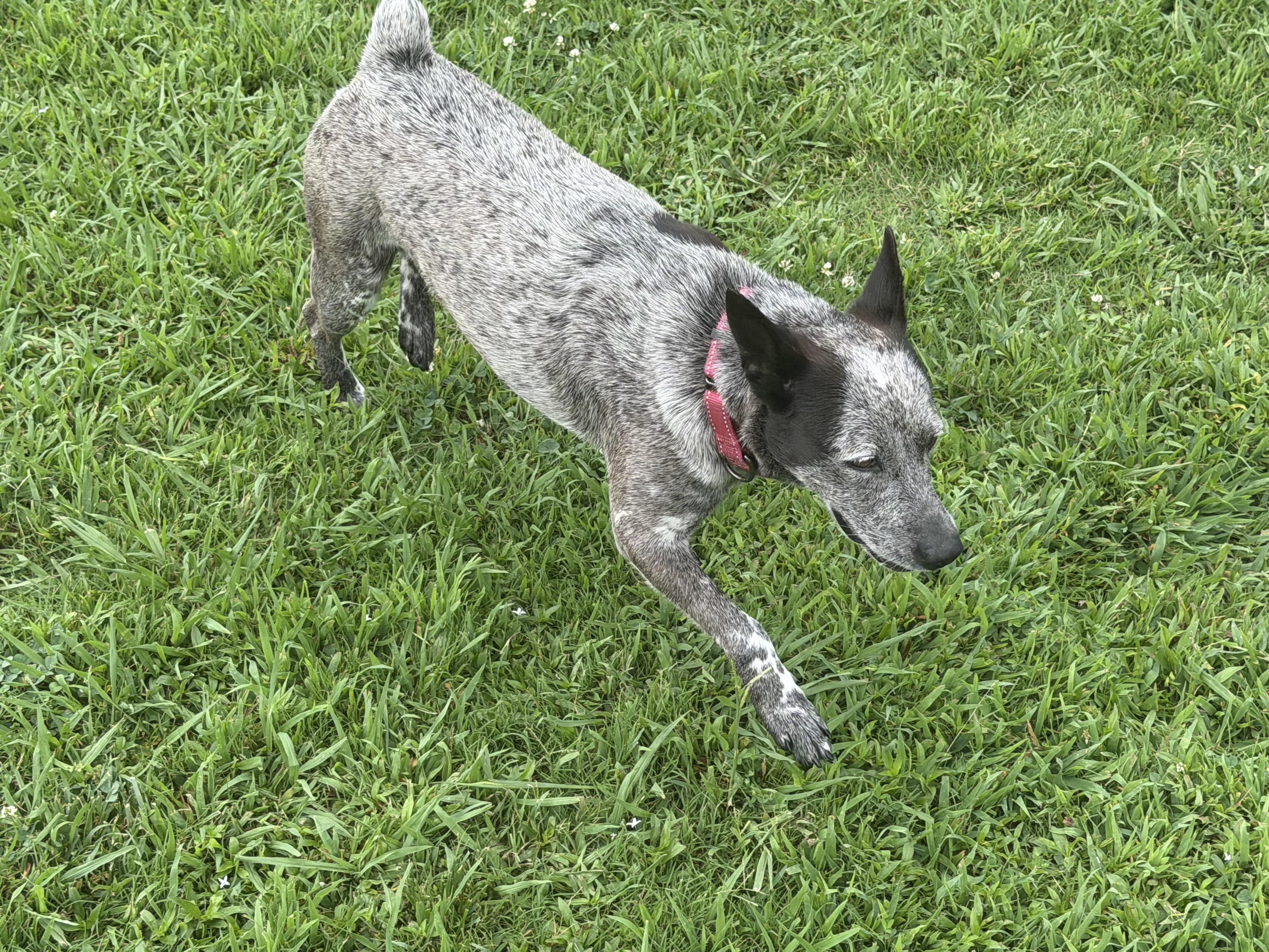 Dolly, ADOPTABLE, Young Female Australian Cattle Dog / Blue Heeler.