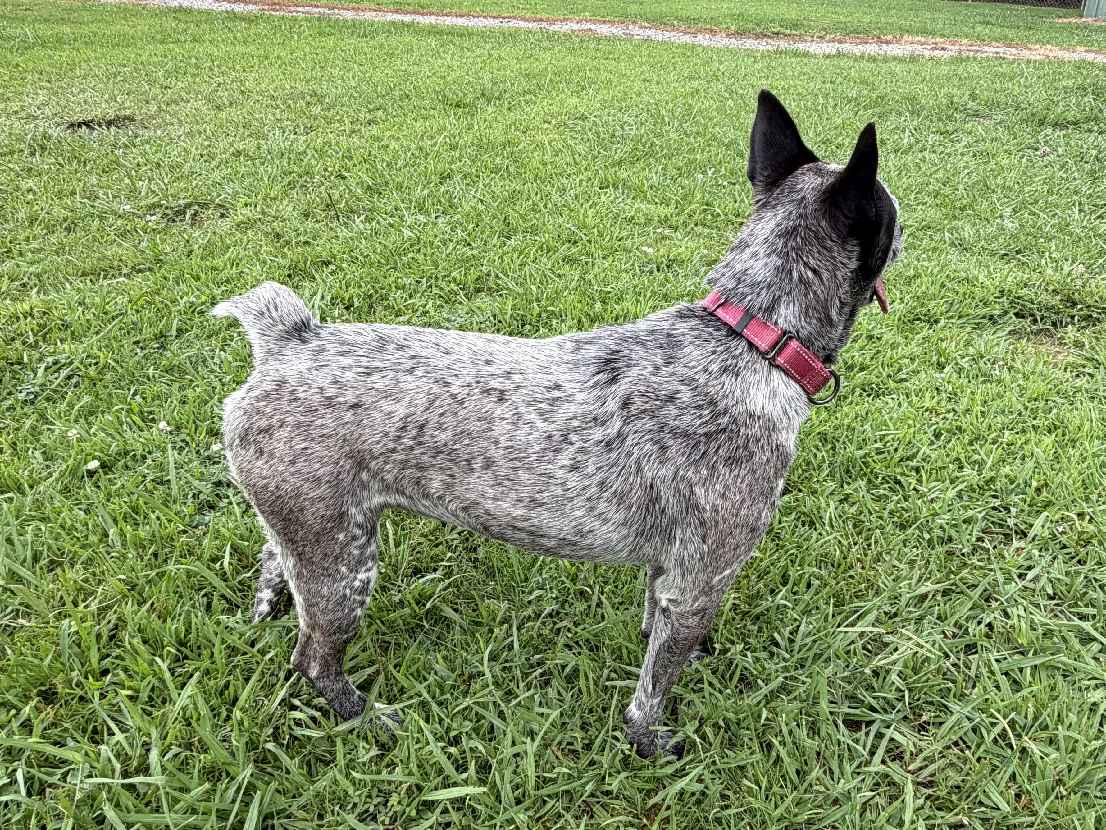 Dolly, a ADOPTABLE Australian Cattle Dog / Blue Heeler in Cedar Bluff, AL image 2/6
