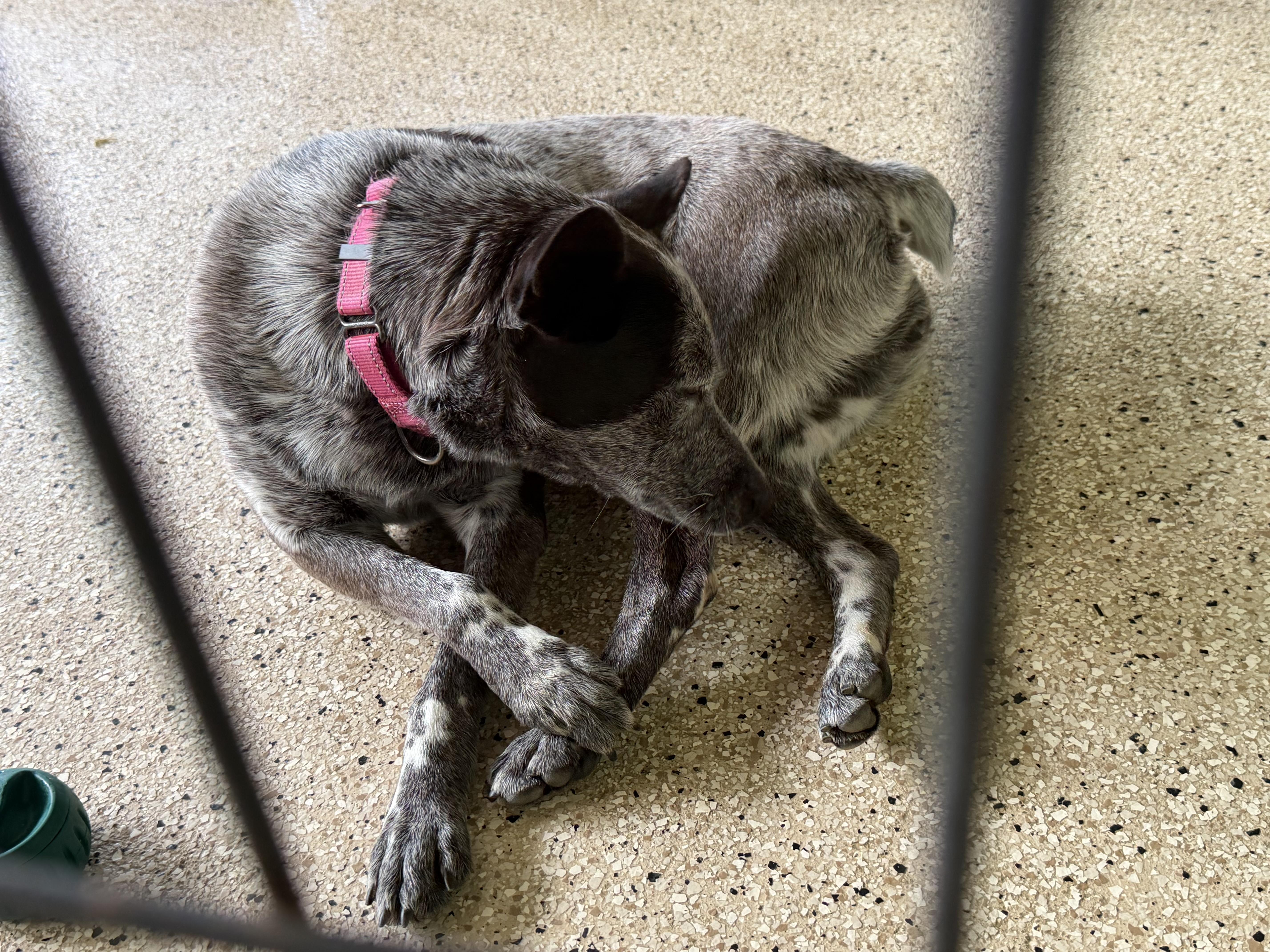 Dolly, a ADOPTABLE Australian Cattle Dog / Blue Heeler in Cedar Bluff, AL image 3/6