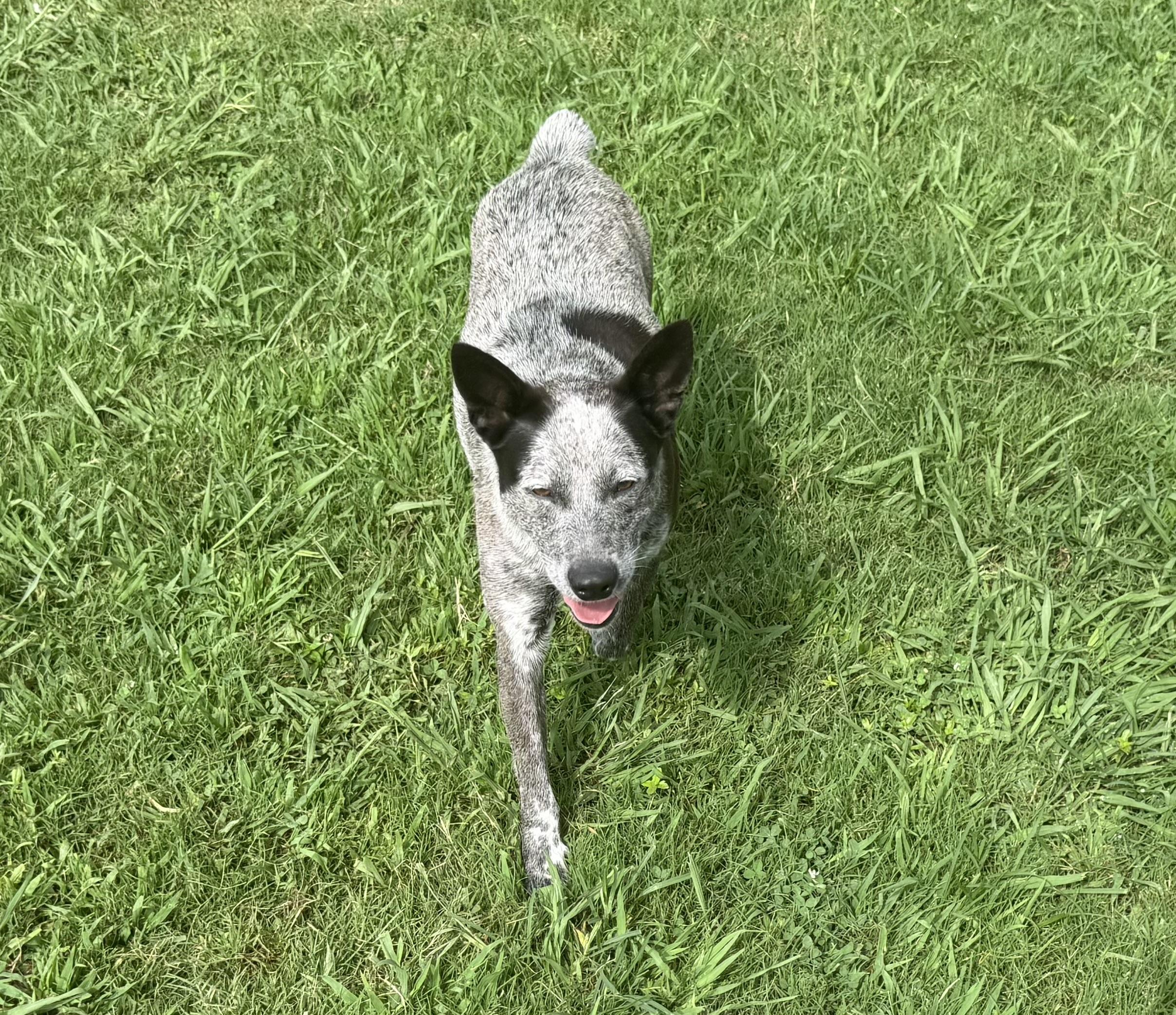 Dolly, a ADOPTABLE Australian Cattle Dog / Blue Heeler in Cedar Bluff, AL image 4/6
