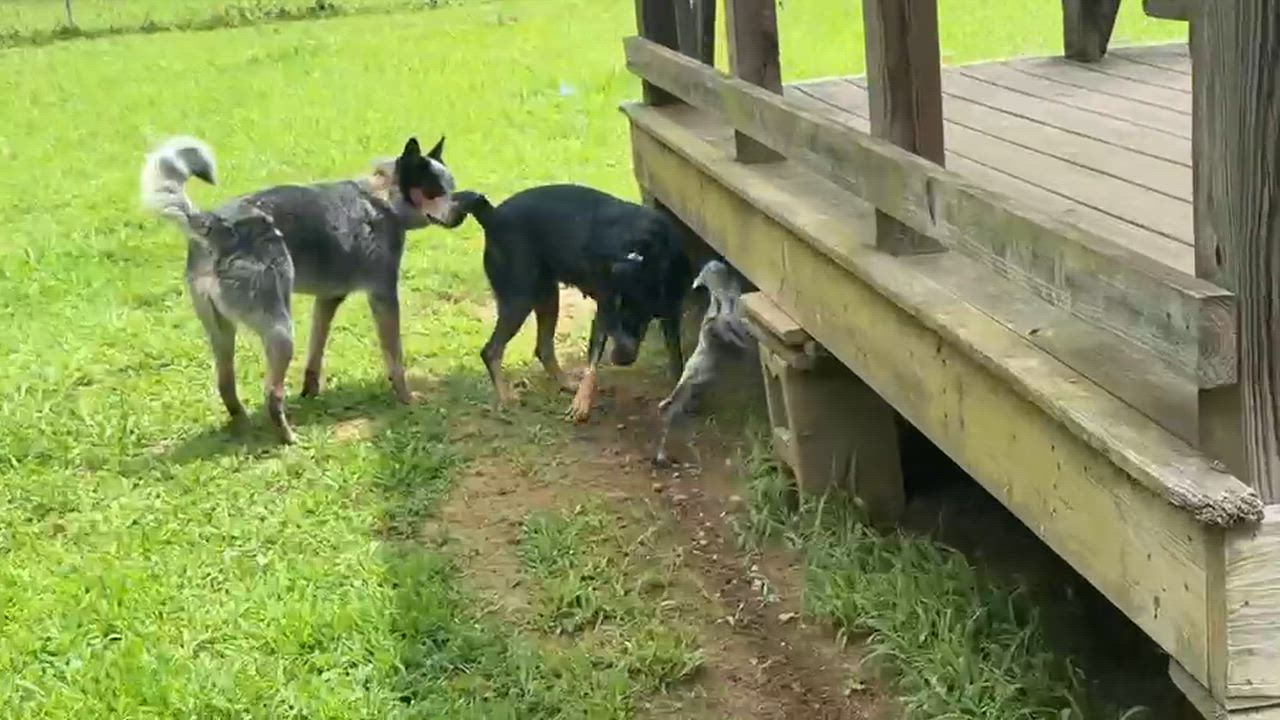 Enlarge Dolly, a ADOPTABLE Australian Cattle Dog / Blue Heeler in Cedar Bluff, AL video 6/6