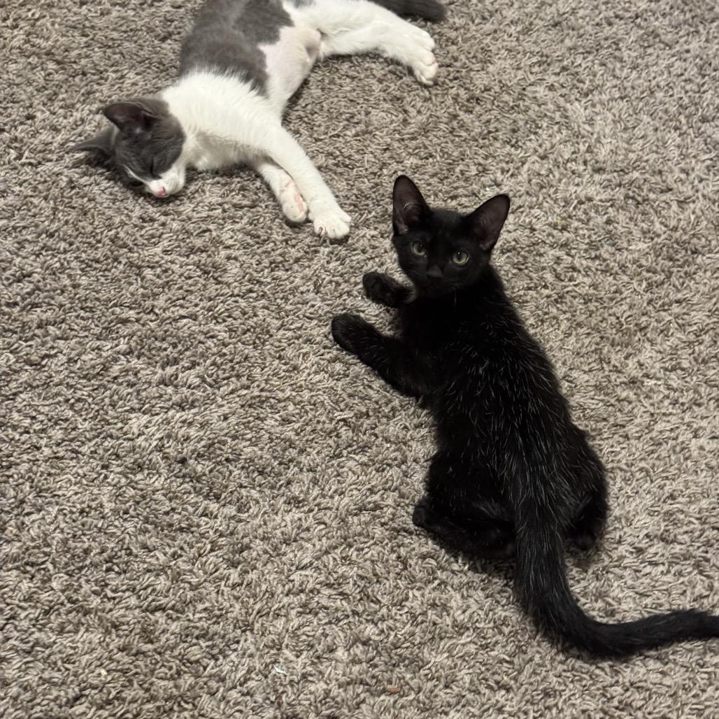 Koda, Adoptable, Kitten Male Domestic Short Hair.