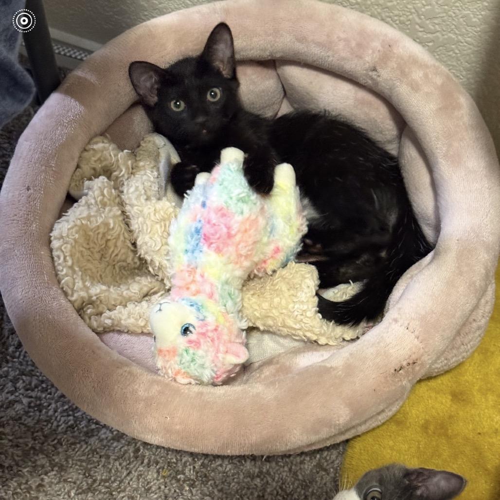 Enlarge Koda, a Adoptable Domestic Short Hair in Las Vegas, NV image 3/3