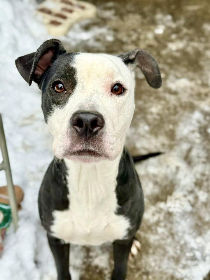 Enlarge Sugar Plum, a ADOPTABLE Pit Bull Terrier in Chicago, IL image 4/5