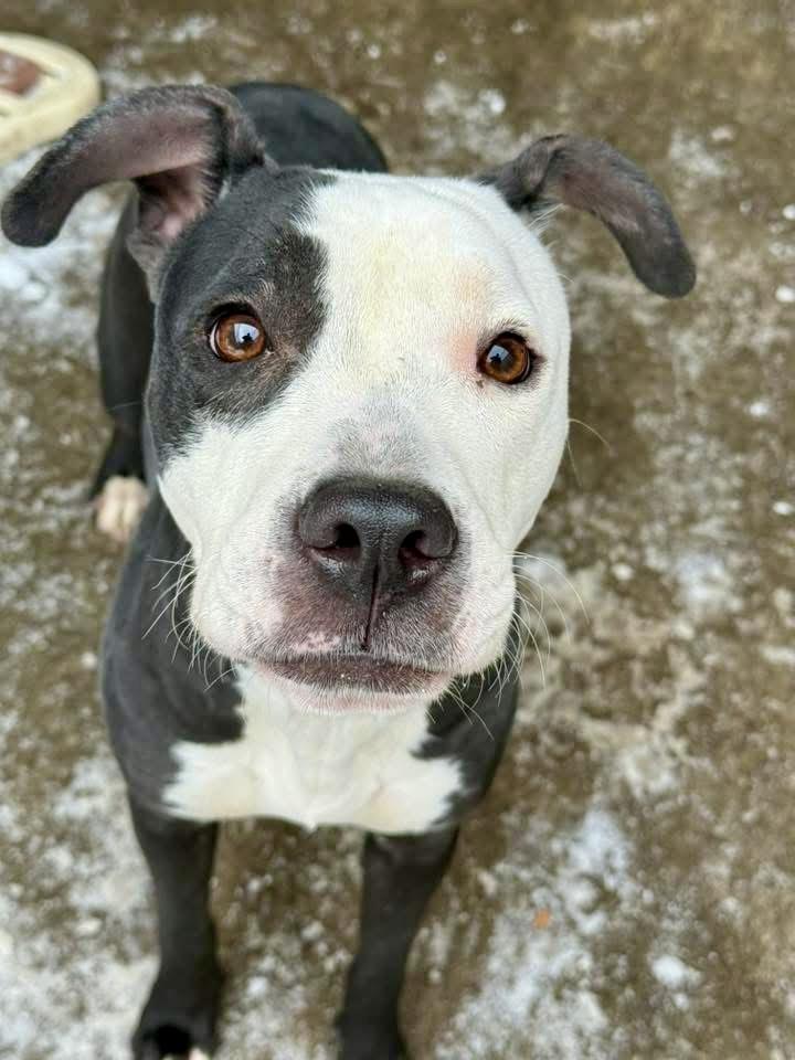 Enlarge Sugar Plum, a ADOPTABLE Pit Bull Terrier in Chicago, IL image 1/5