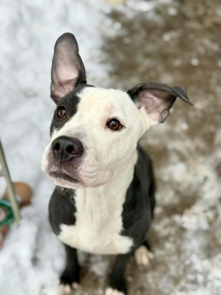 Enlarge Sugar Plum, a ADOPTABLE Pit Bull Terrier in Chicago, IL image 2/5