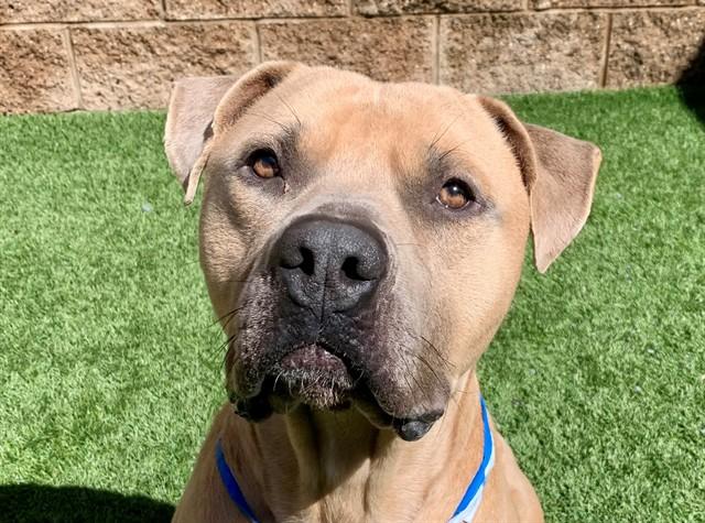 Enlarge SLY, a Adoptable mixed breed in Moreno Valley, CA image 1/1