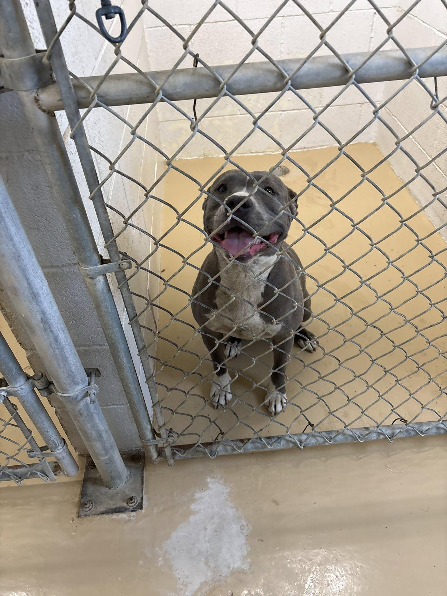 Enlarge Unknown, a ADOPTABLE Pit Bull Terrier in Clyde, TX image 1/1