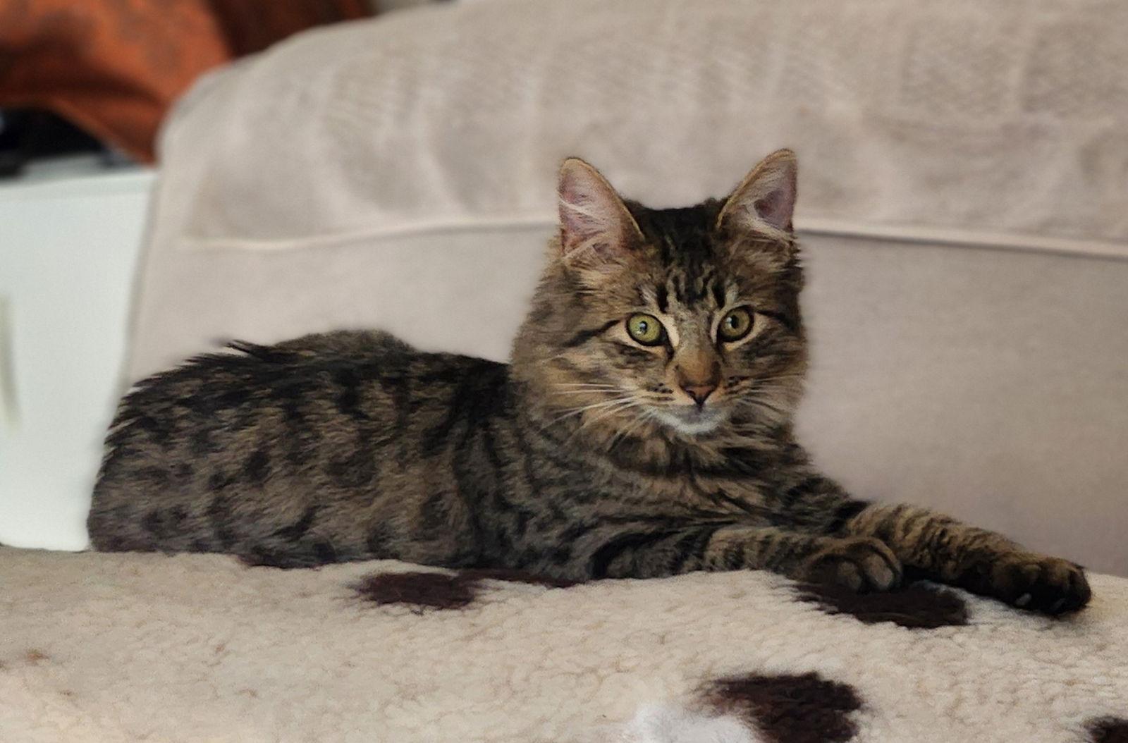 Enlarge Junipurr, a Adoptable Domestic Medium Hair in Davis, CA image 1/3