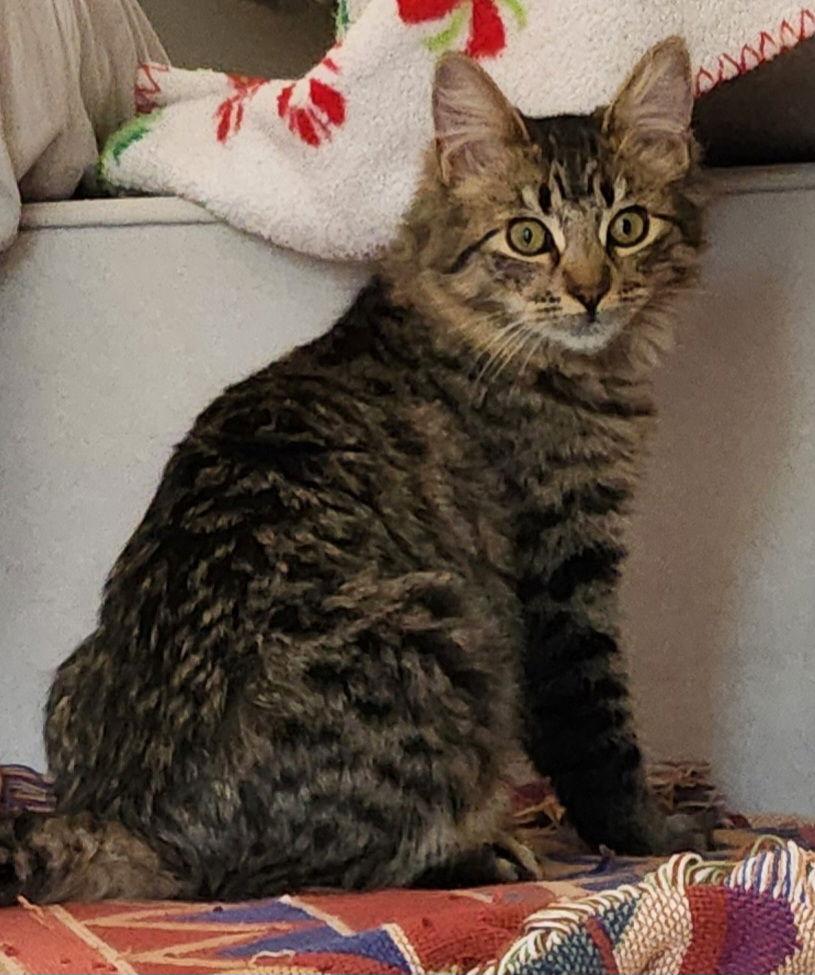 Enlarge Junipurr, a Adoptable Domestic Medium Hair in Davis, CA image 2/3