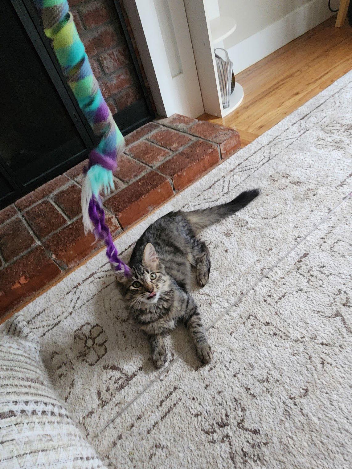 Enlarge Junipurr, a Adoptable Domestic Medium Hair in Davis, CA image 3/3