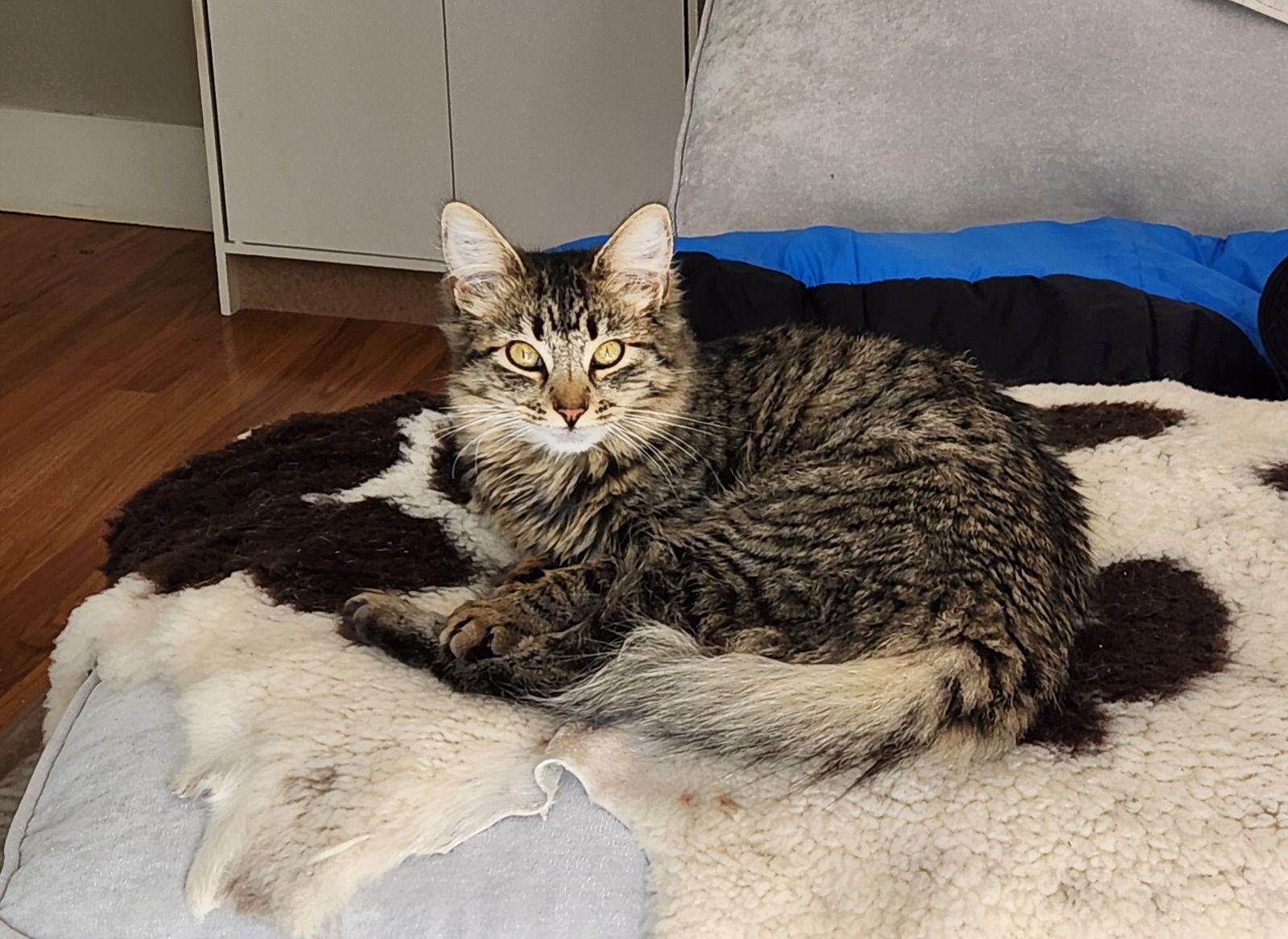 Enlarge Junipurr, a Adopted Domestic Medium Hair in Davis, CA image 3/3