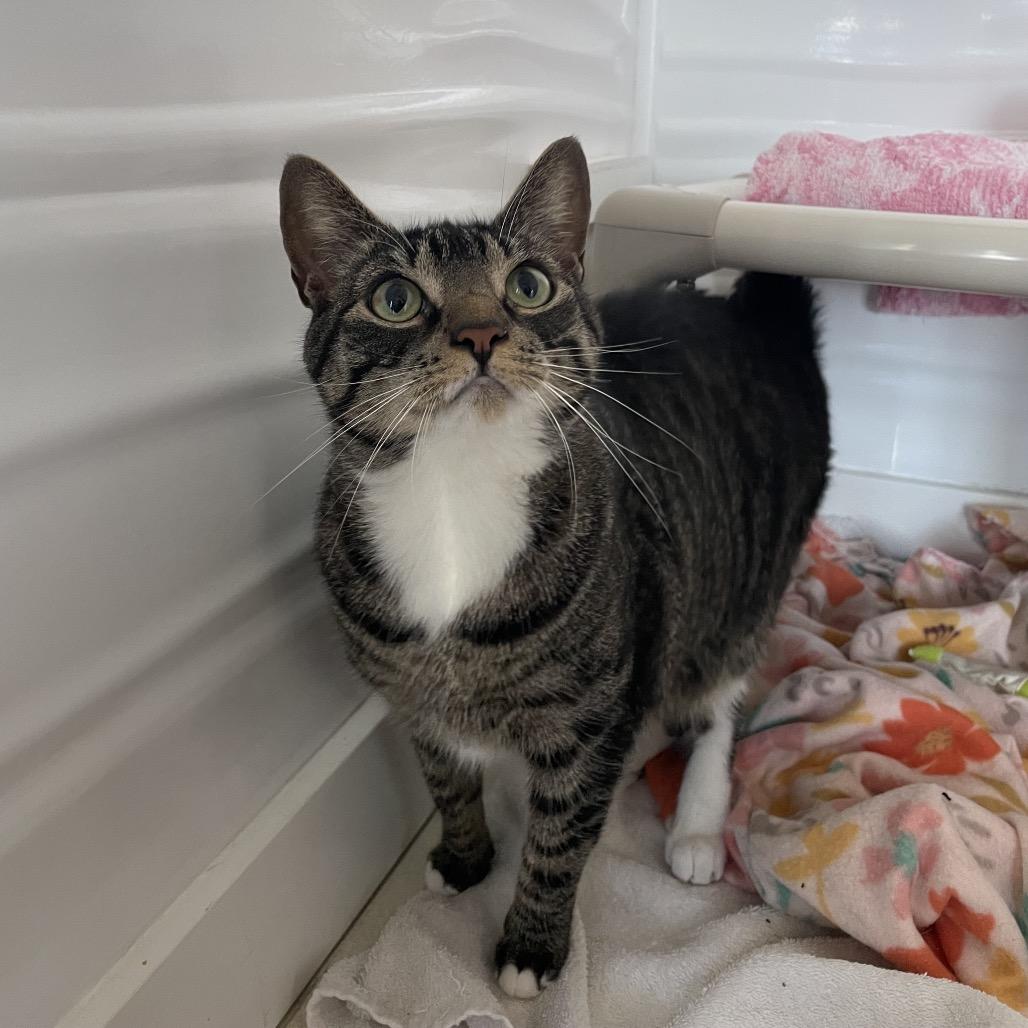 Mazey, Adoptable, Adult Female Domestic Short Hair.