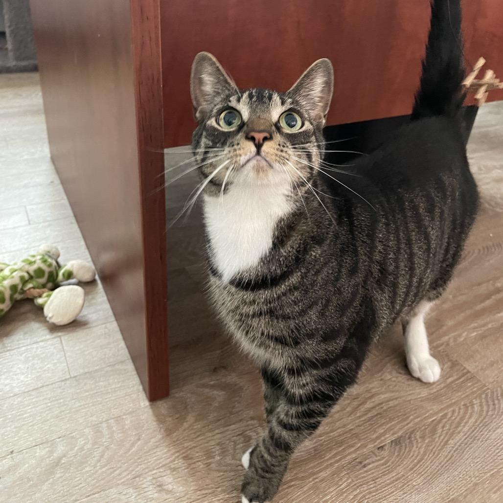 Mazey, Adoptable, Adult Female Domestic Short Hair.