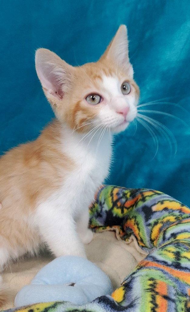 Rigby, Adopted, Kitten Male Domestic Medium Hair.