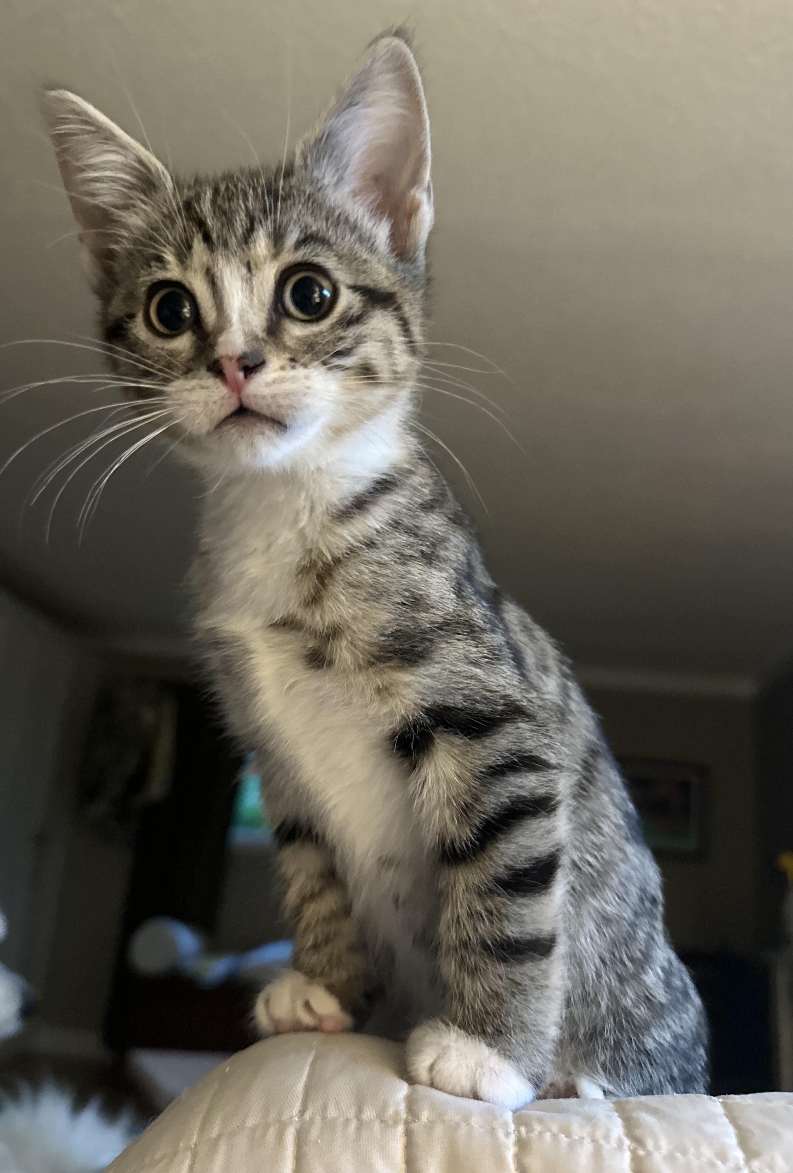 Freya