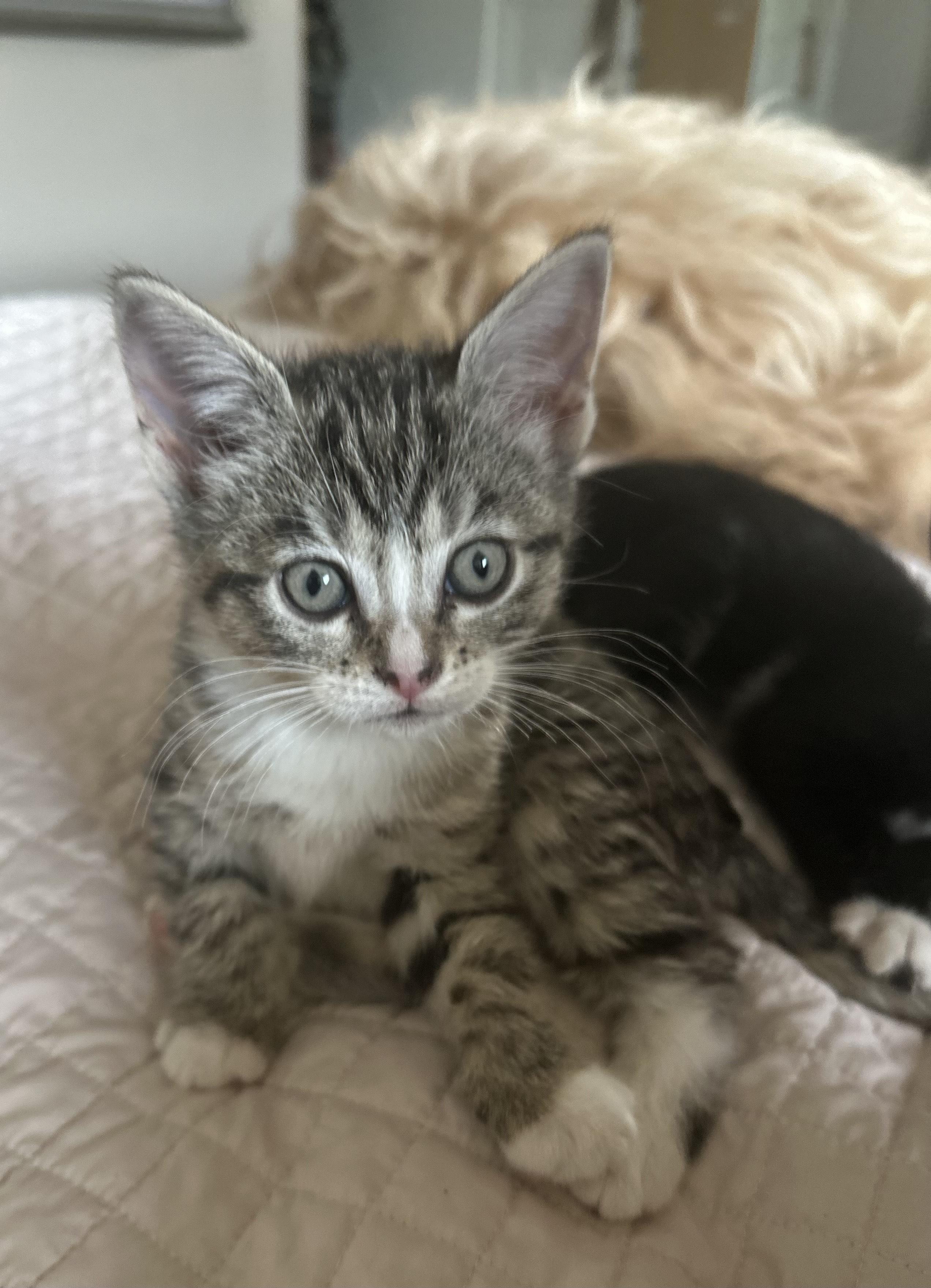 Freya
