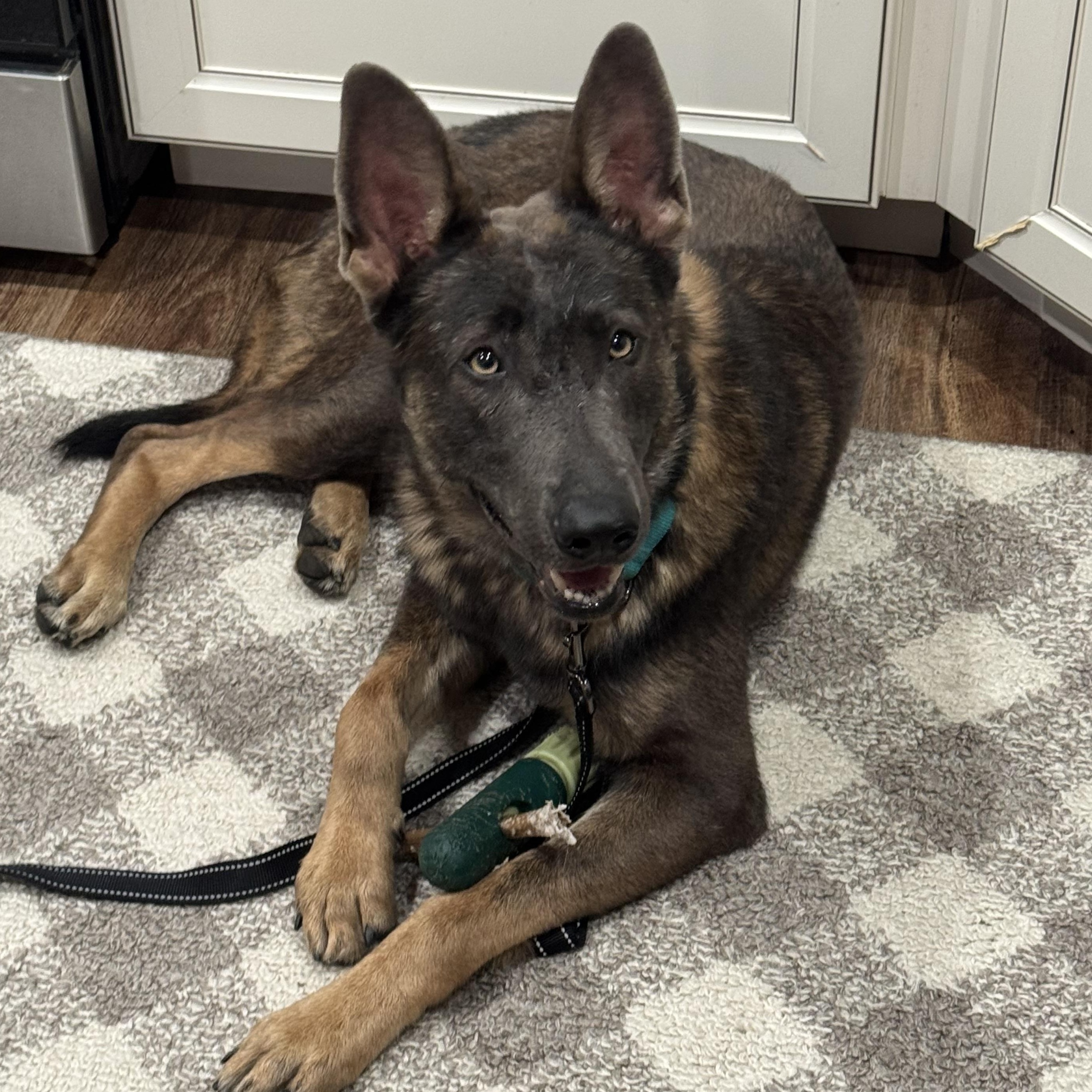 Enlarge Jet, a Adoptable German Shepherd Dog in Chicago, IL image 1/1