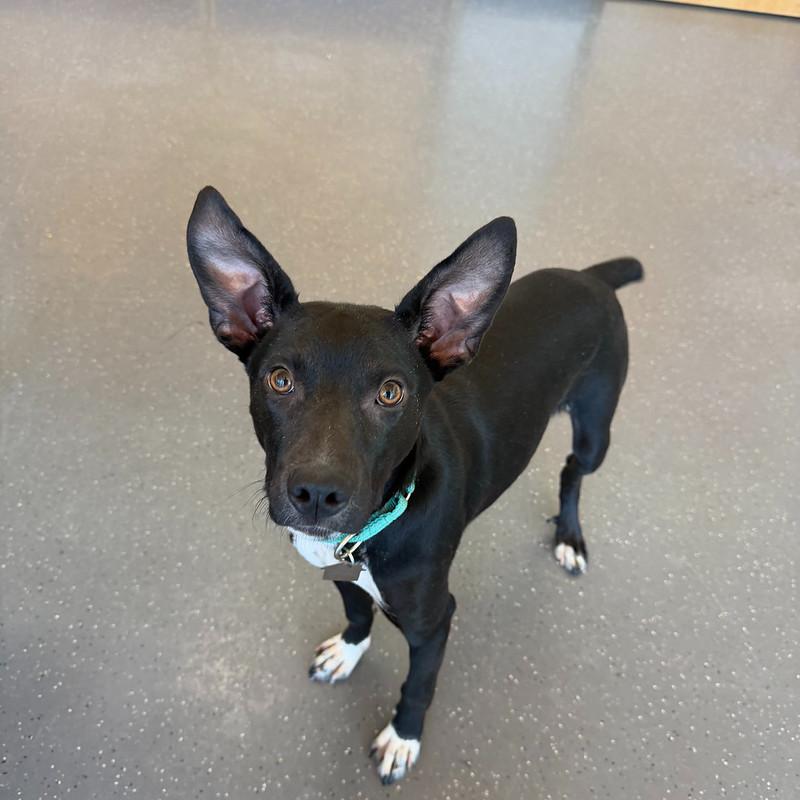 Jericho, an adopted mixed breed in Truckee, CA image 2/4